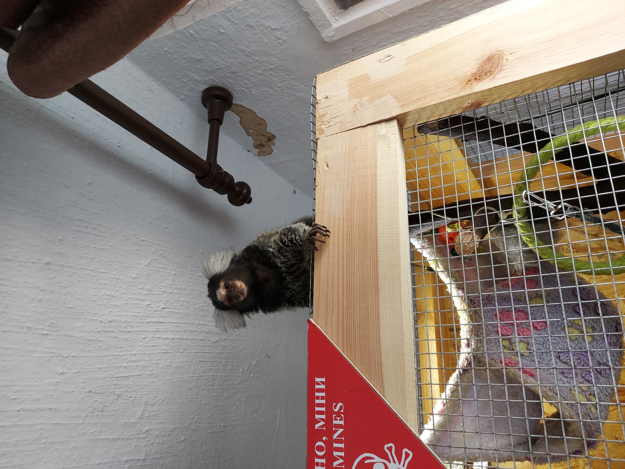 Small animals observed in indoor enclosures and cages