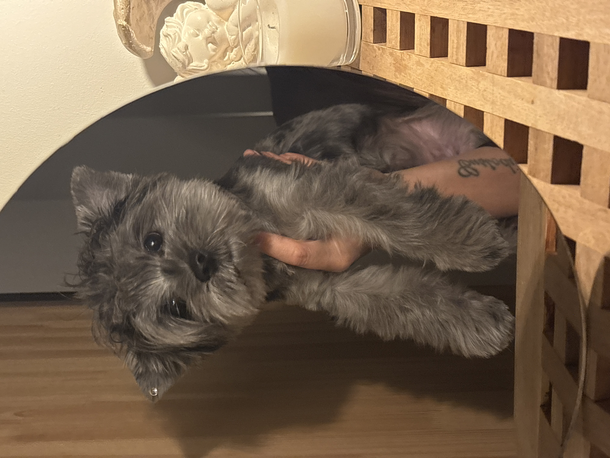 Woman and Schnauzer dog share quiet moments at Chaikovsky home