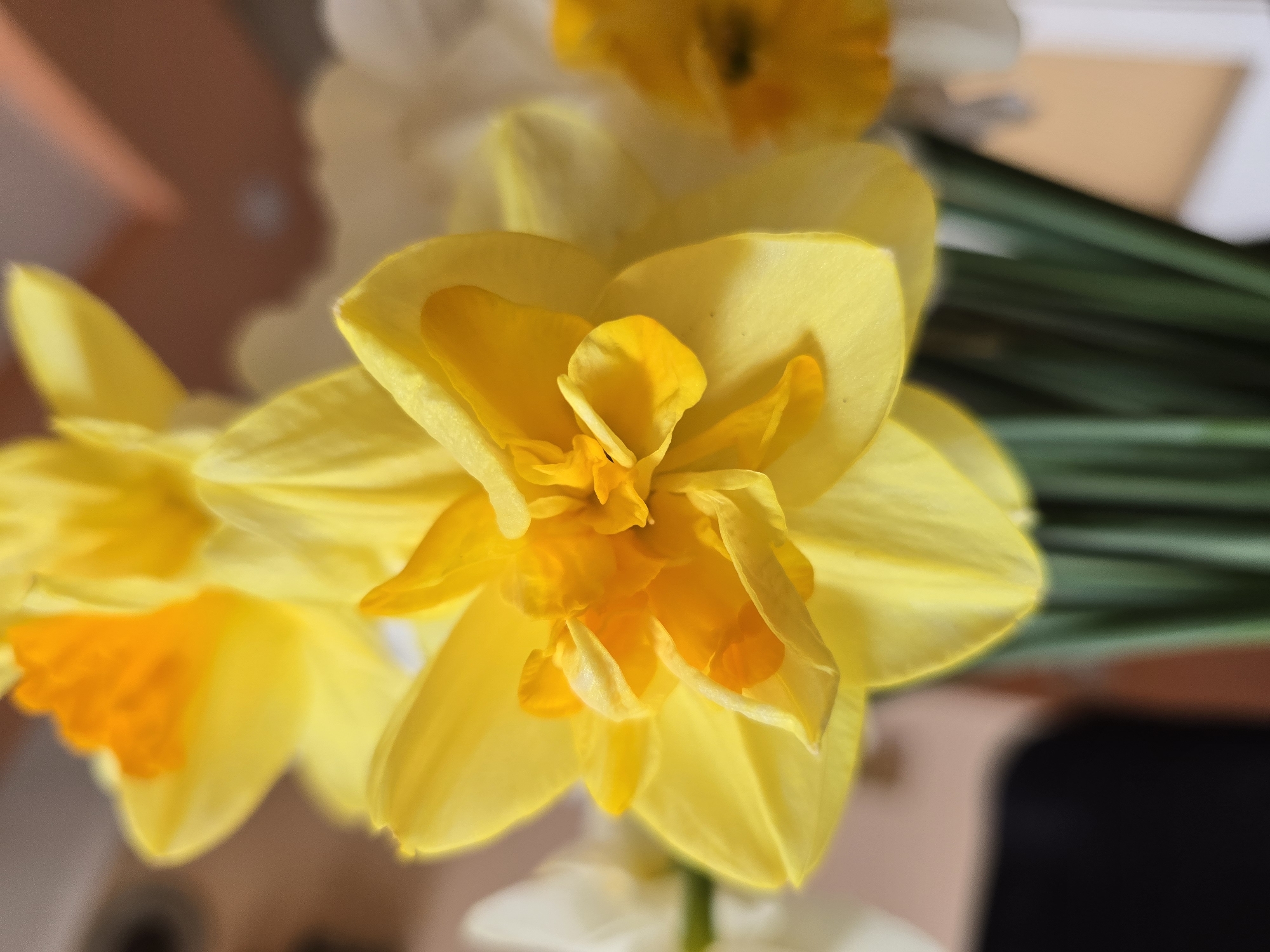 Spring daffodils and narcissus flowers documented blooming in Burgas