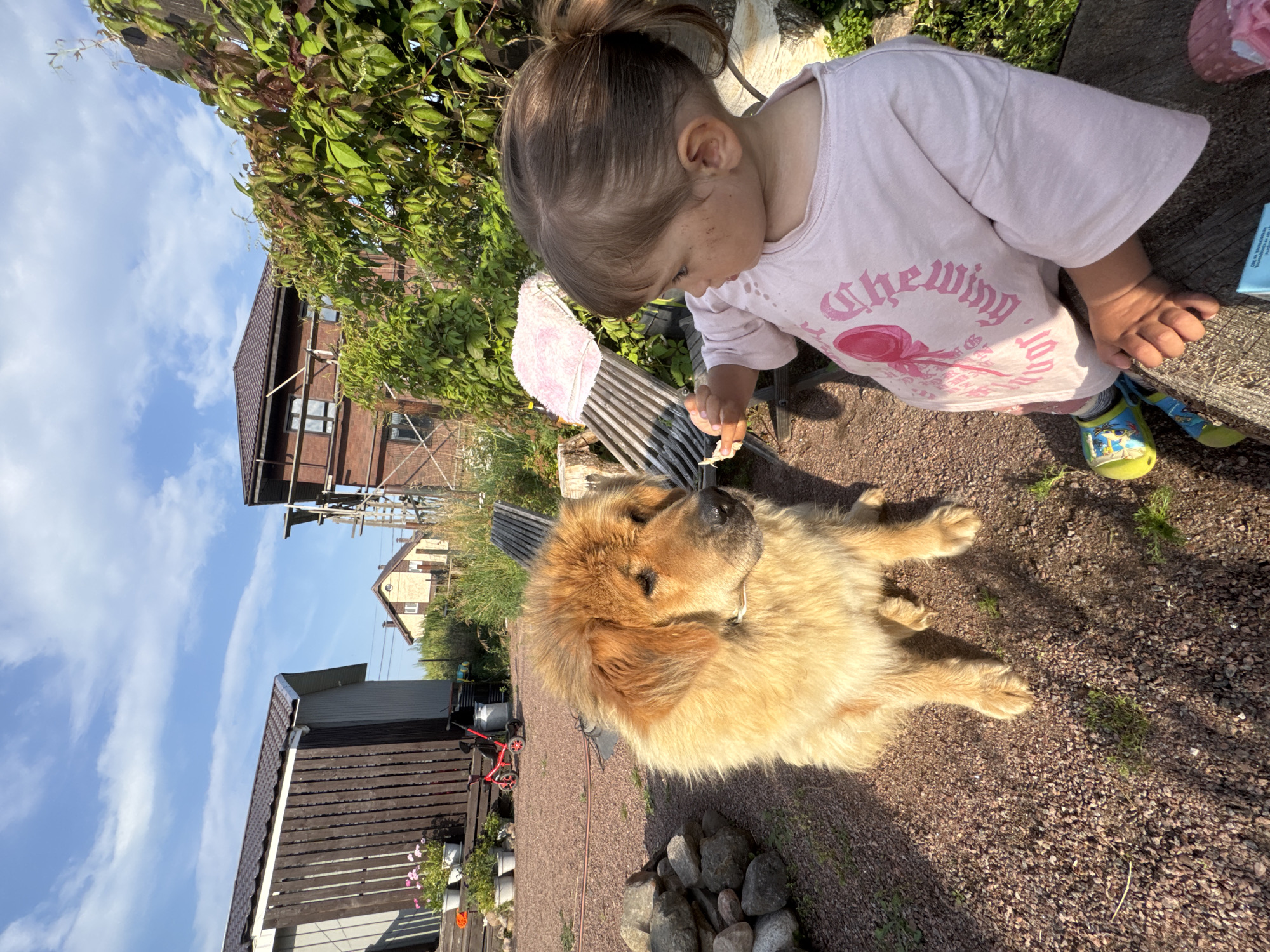Dogs, cats, and a lazy summer afternoon in rural Kempelevo