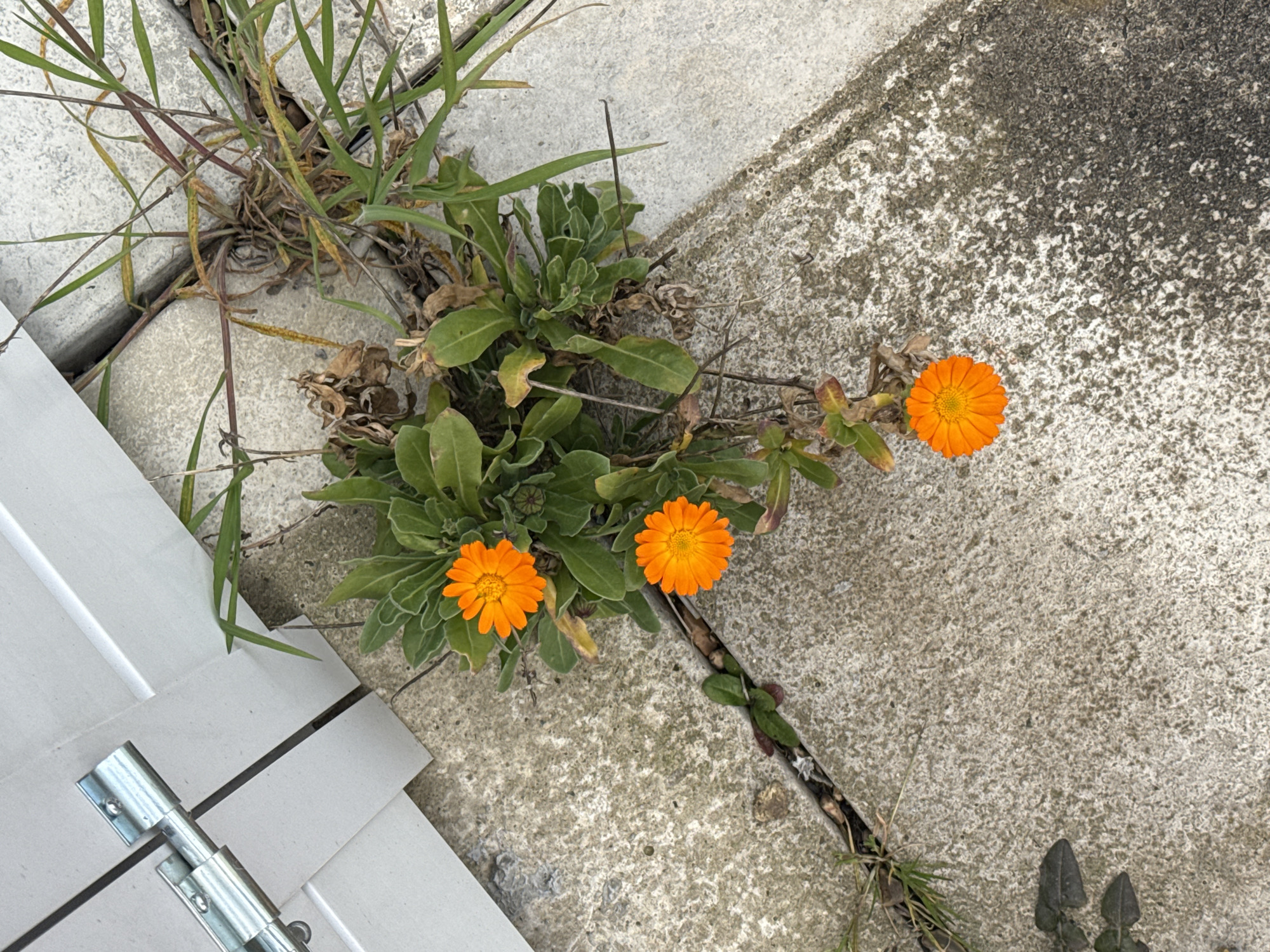 Nature and holiday accommodation spotted in Great Yarmouth
