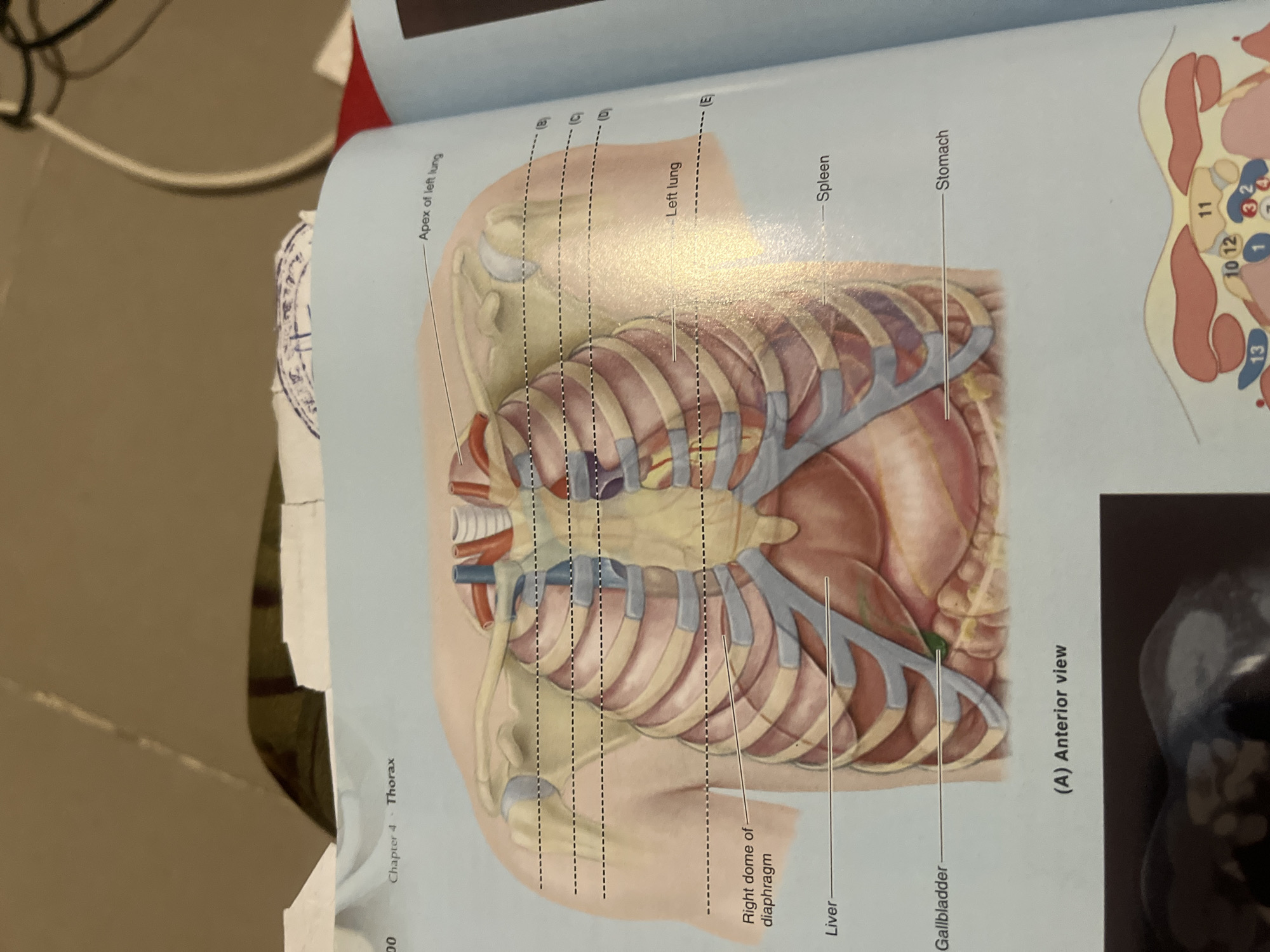 Anatomy textbook pages covering heart, thorax, and abdomen