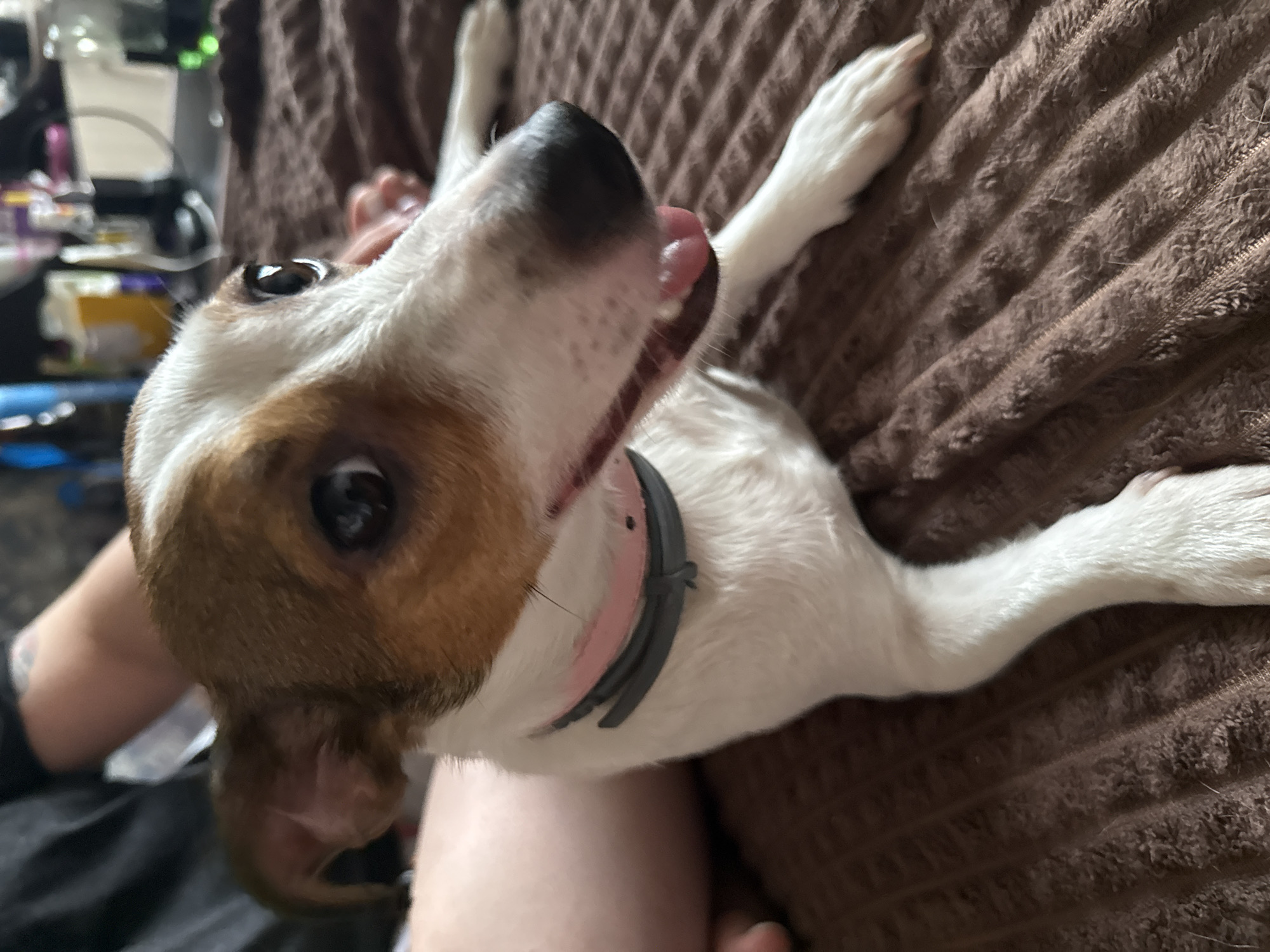 Jack Russell Terrier resting on blanket in Moscow