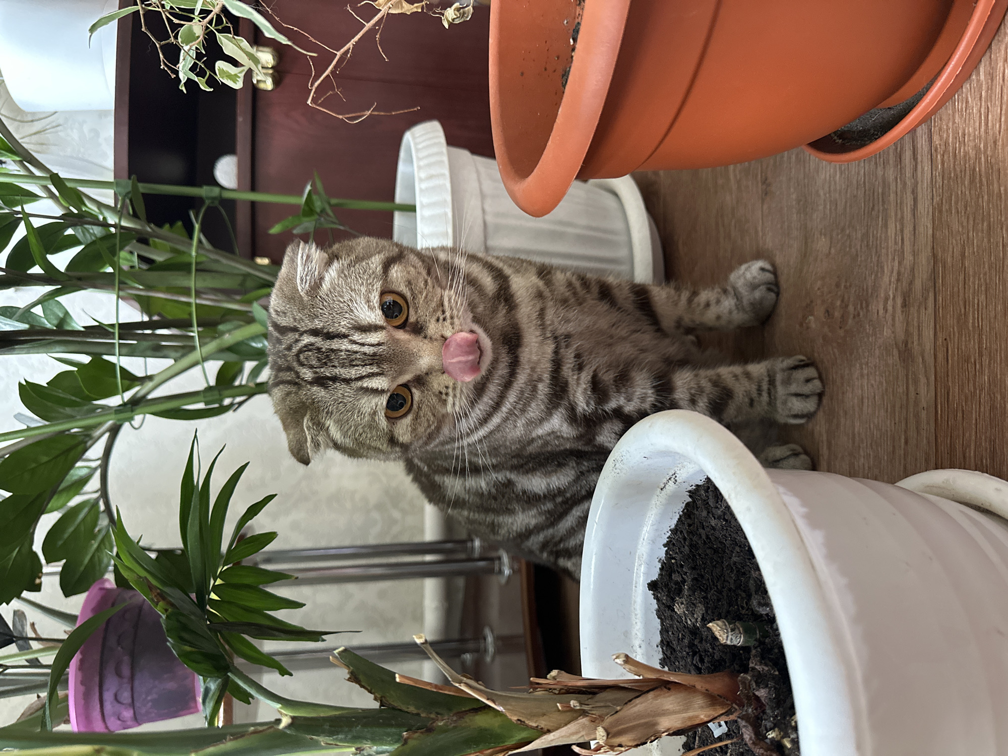 Tabby cat documented in multiple indoor locations over one hour