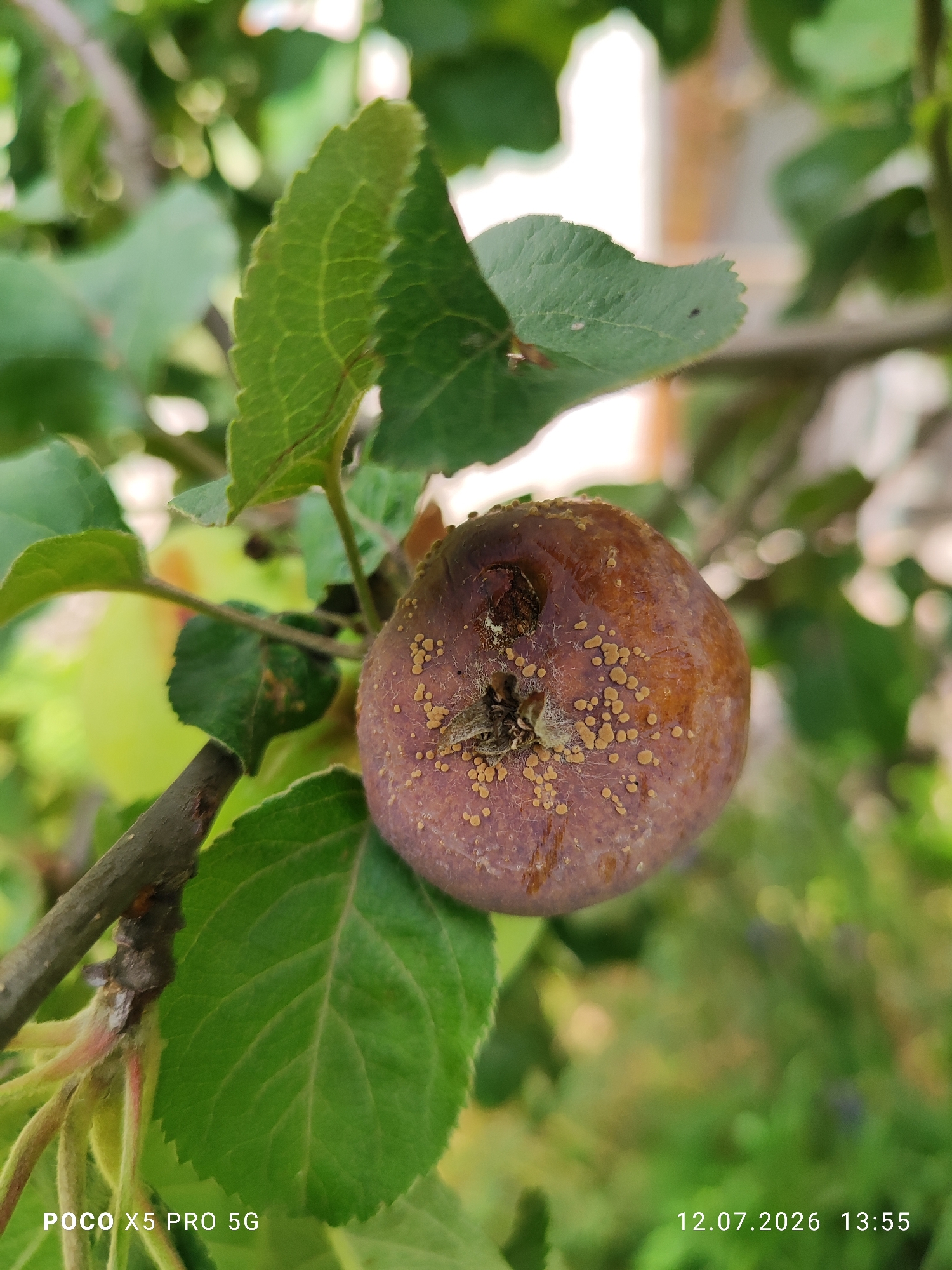 Garden details and a wall spider in Lypivka, Ukraine