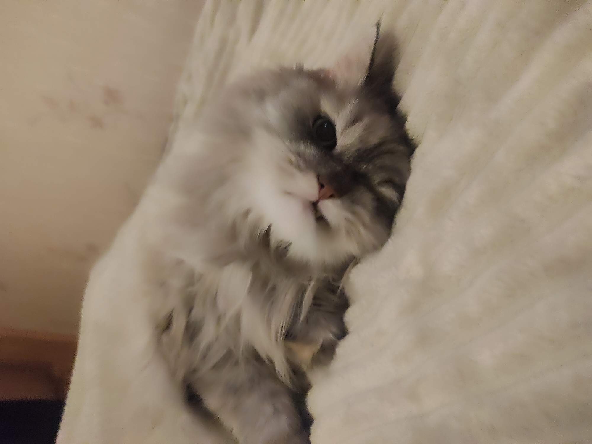 Long-haired cat photographed resting on blanket in Klin