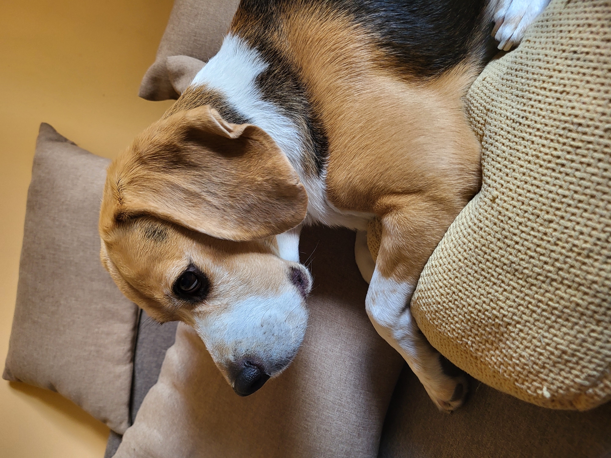 Woman and beagle share quiet afternoon moments in Sofia