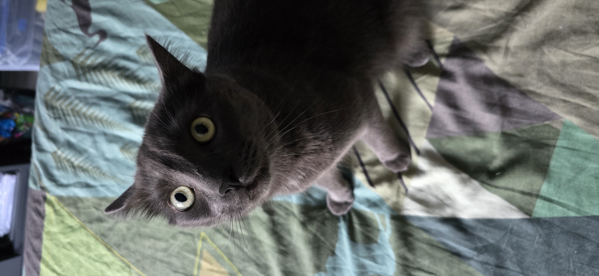 Domestic cats observed in routine indoor activities in Vratsa
