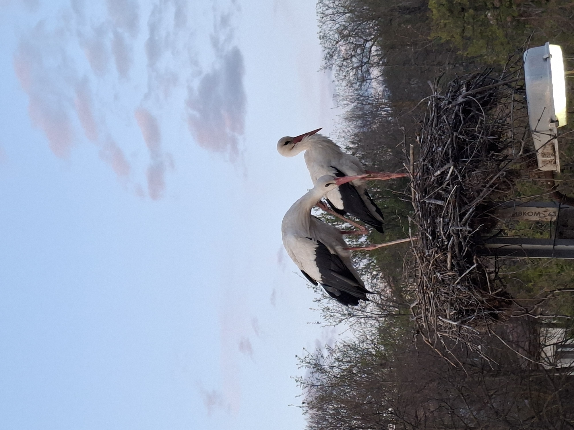 Storks spotted nesting on utility pole amid spring evening