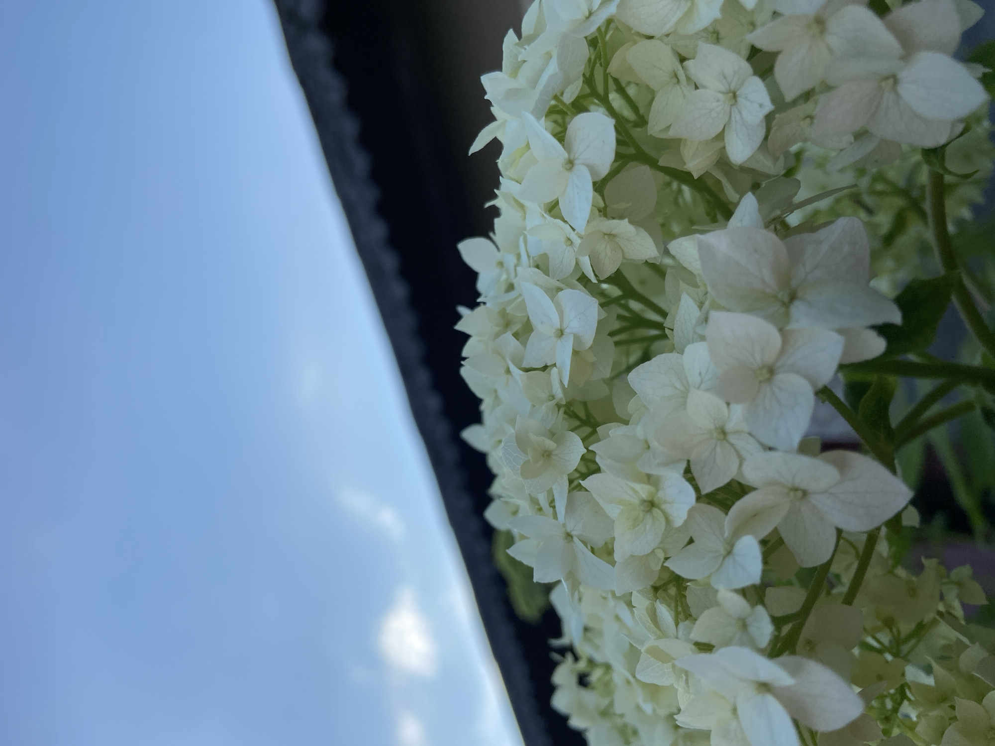 Close-up flower photography across a colorful outdoor bloom session