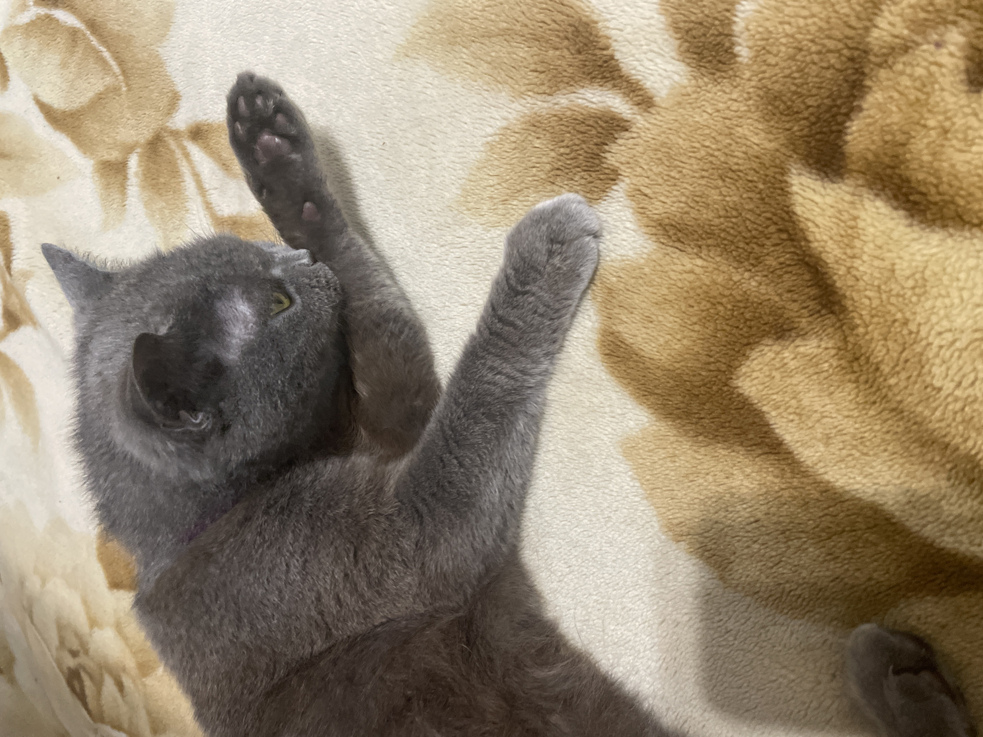 Grey cat lounges through a slow afternoon at home