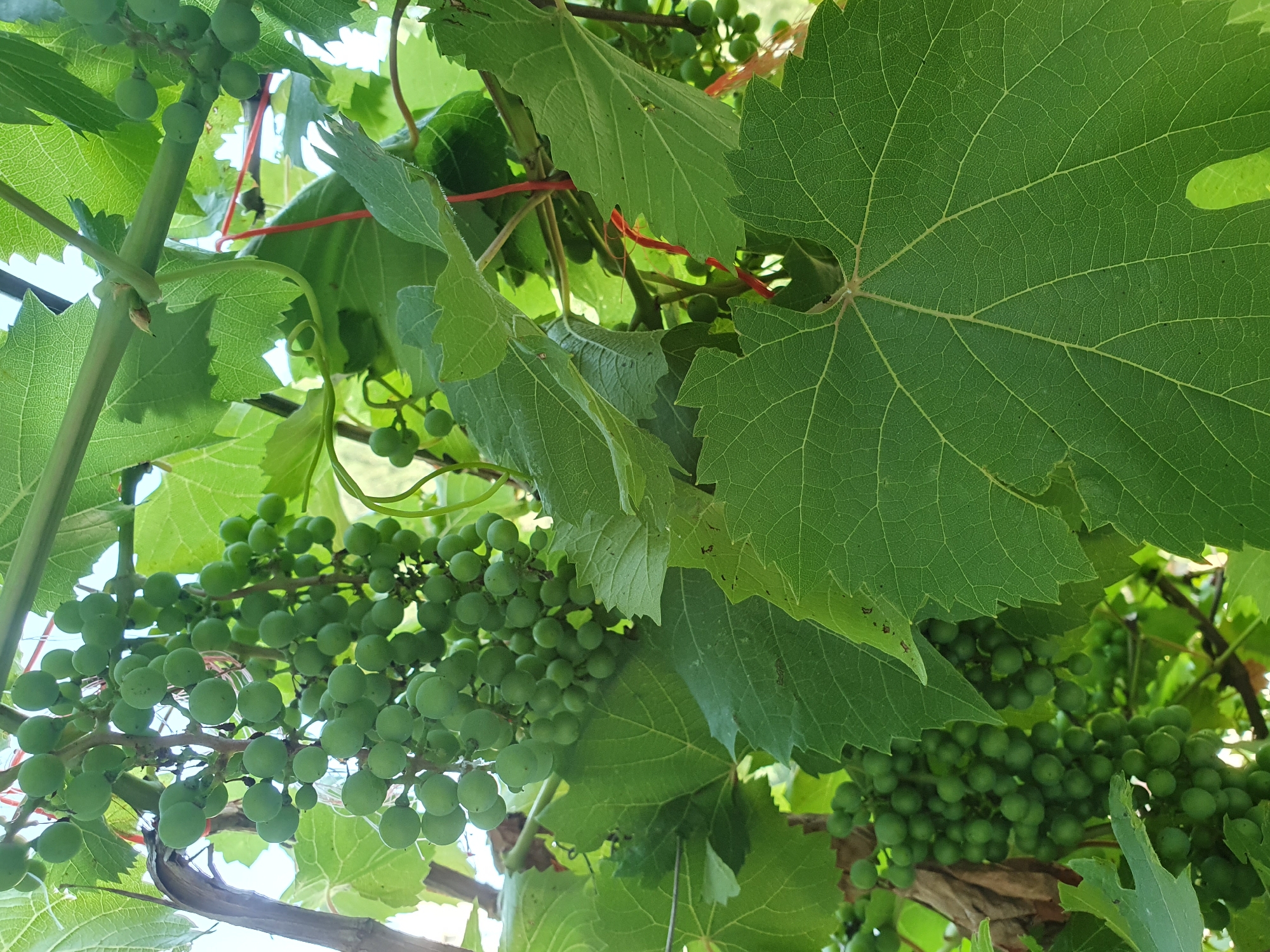 Grapes, wildflowers, and seedlings in a Moldovan garden