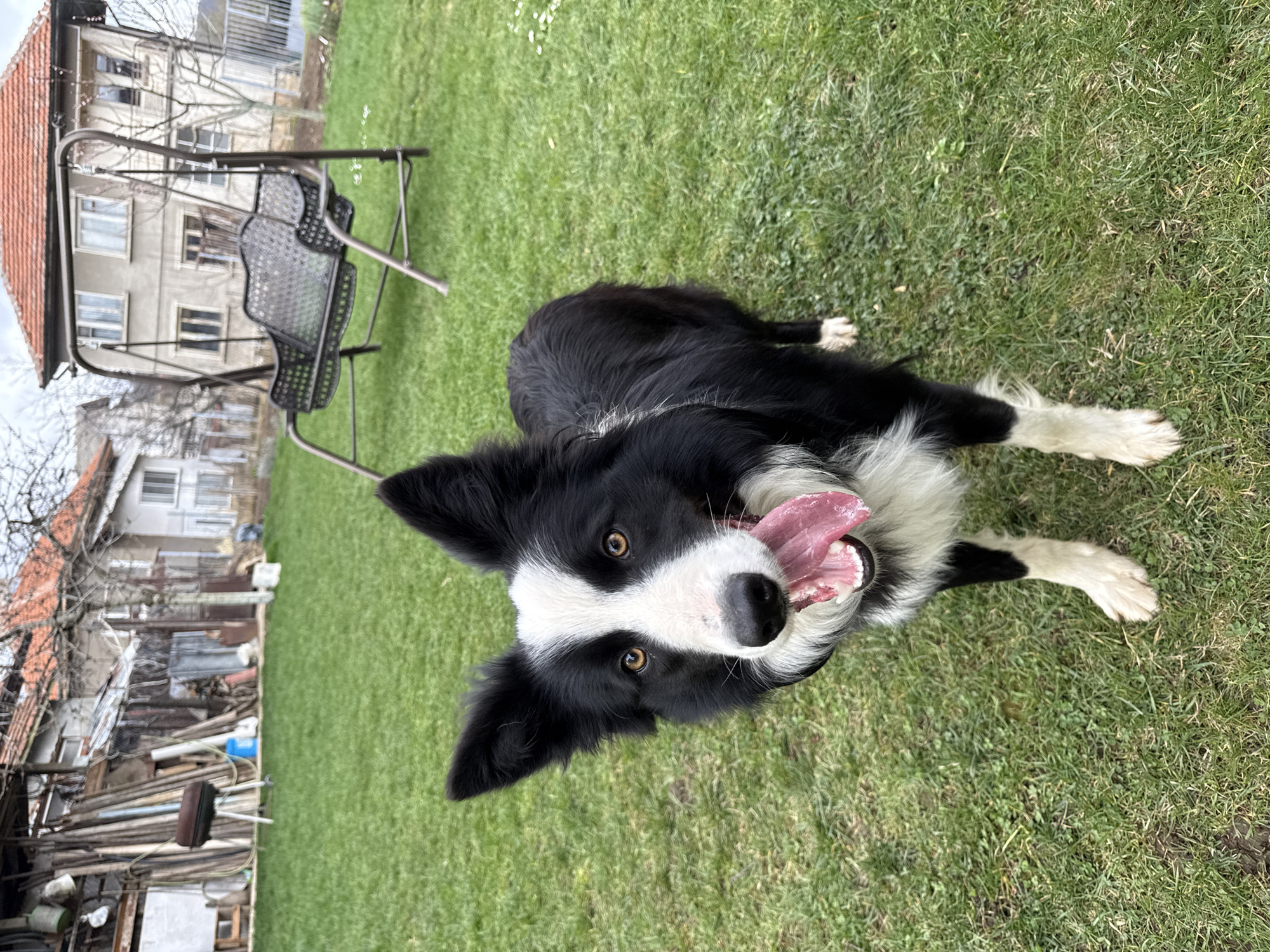 Pet Activity Documented in Berkovitsa: Border Collie and Cat