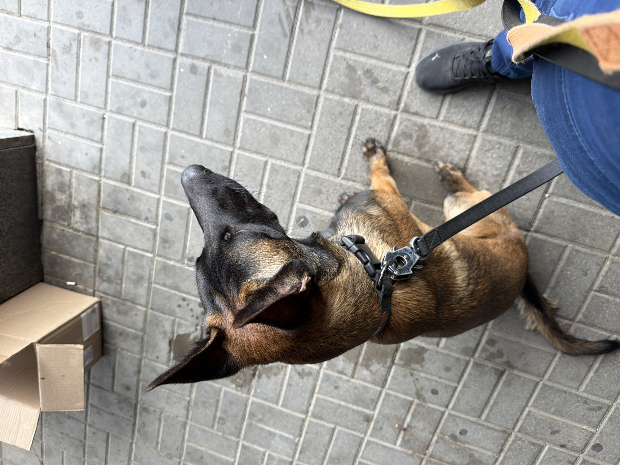 Dogs on a leash outside a coffee kiosk in Rostov-on-Don
