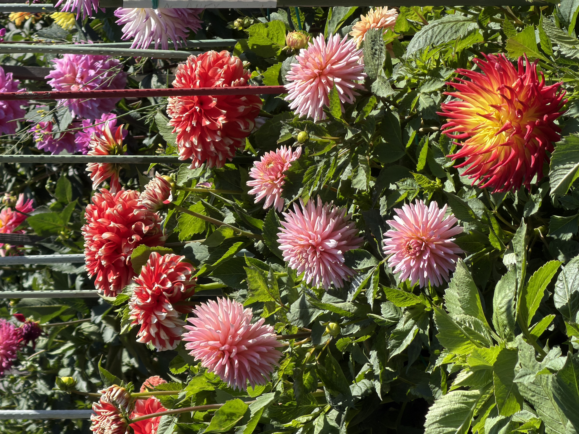 Dahlias and the Conservatory of Flowers, Golden Gate Park