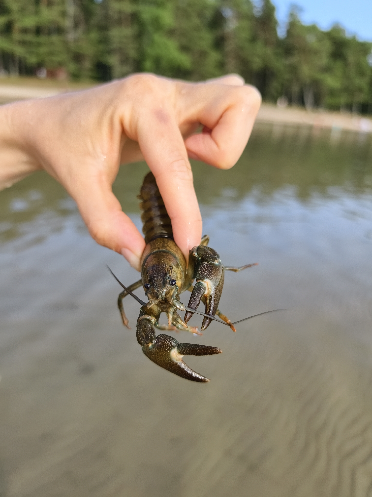 Catching and checking out live crayfish in Motala shallows