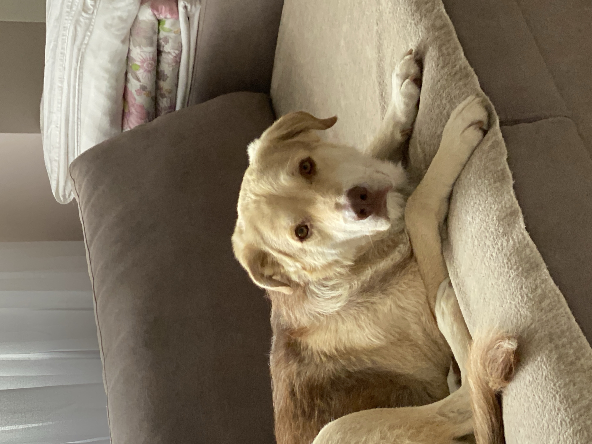 Casual home moments in Ulyanovsk — dog, cooking prep, portrait