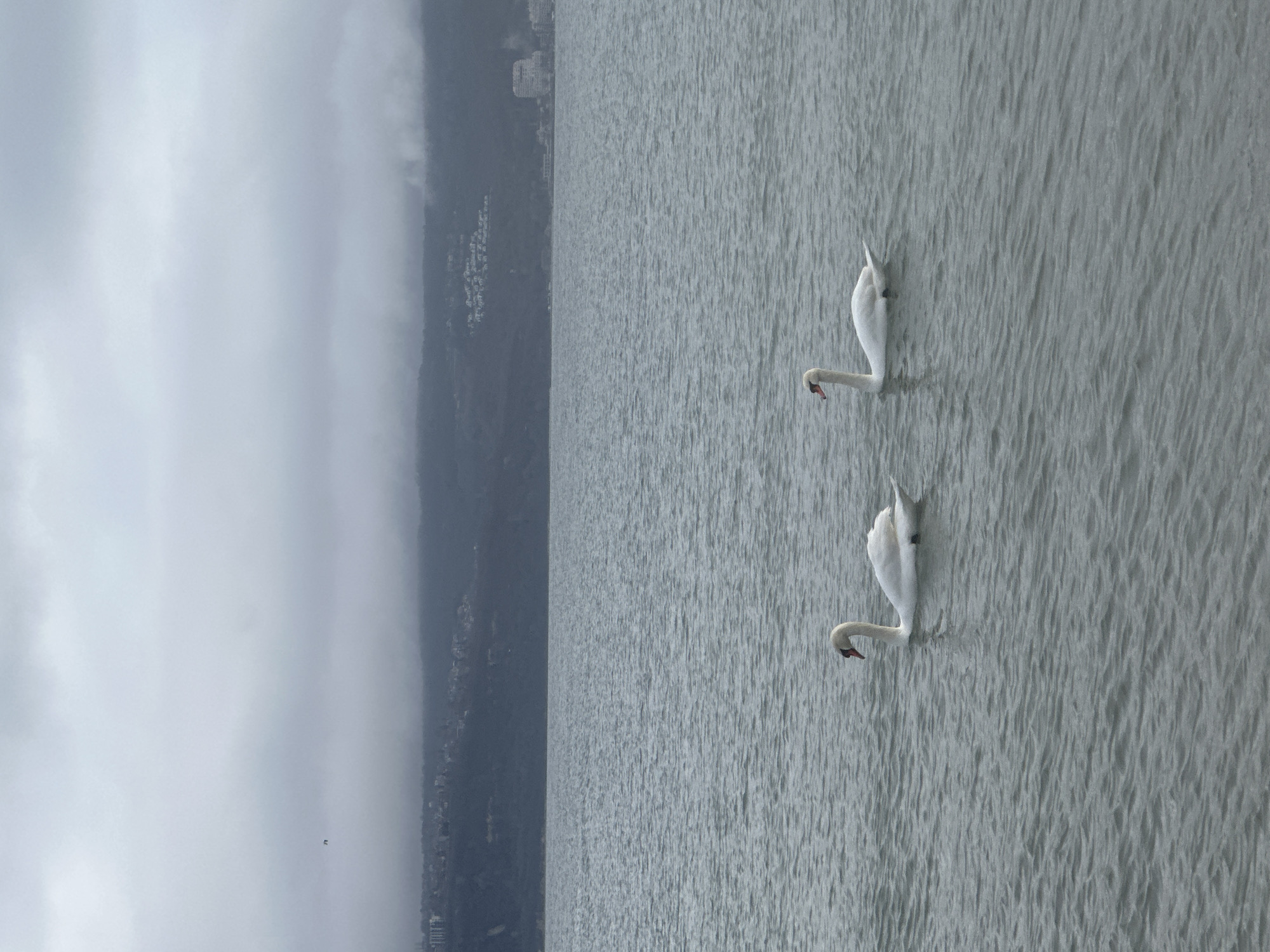 Coastal wildlife and scenery documented along Varna's Black Sea shore