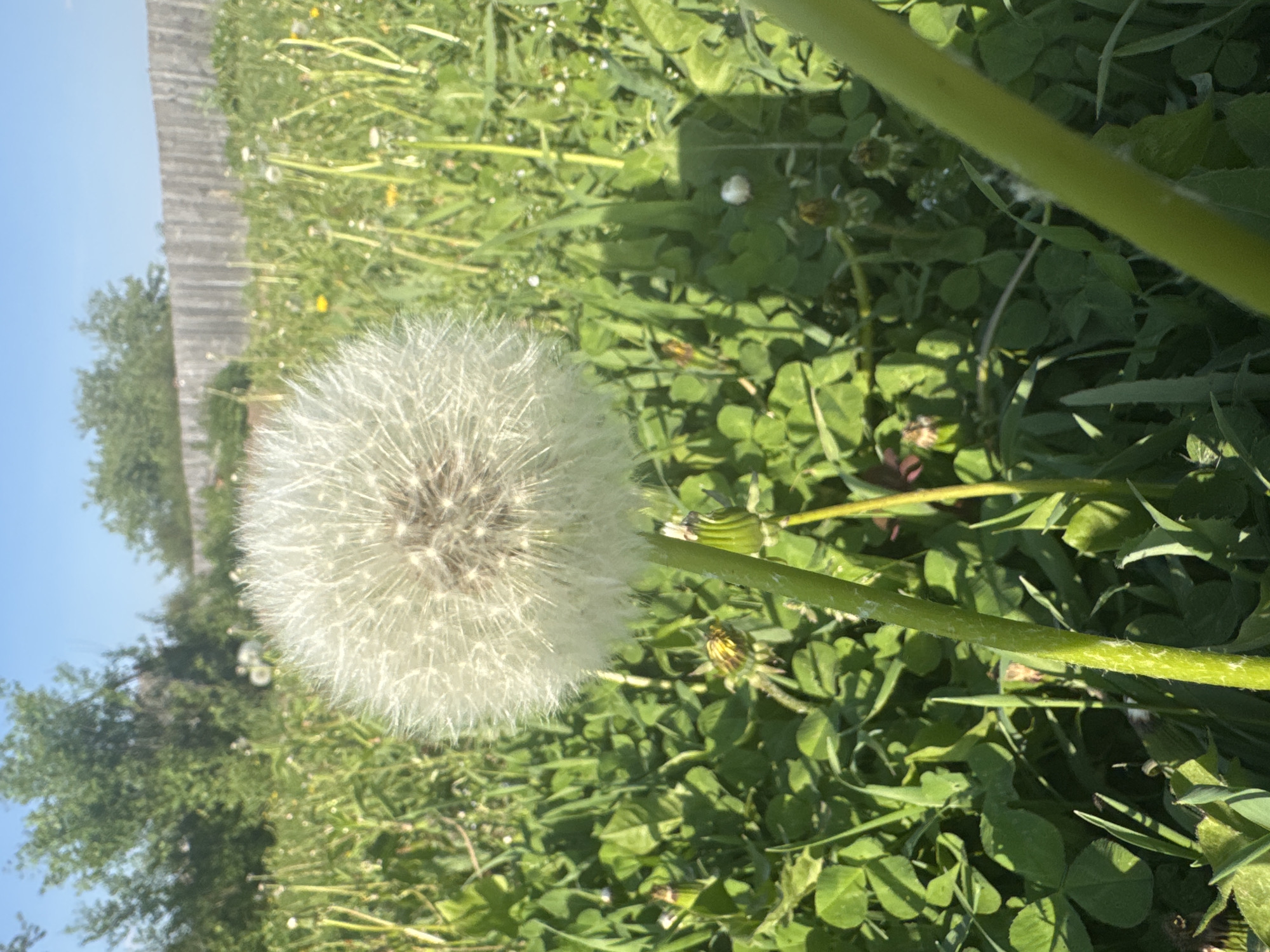 Spring gardening documented in rural Russian village