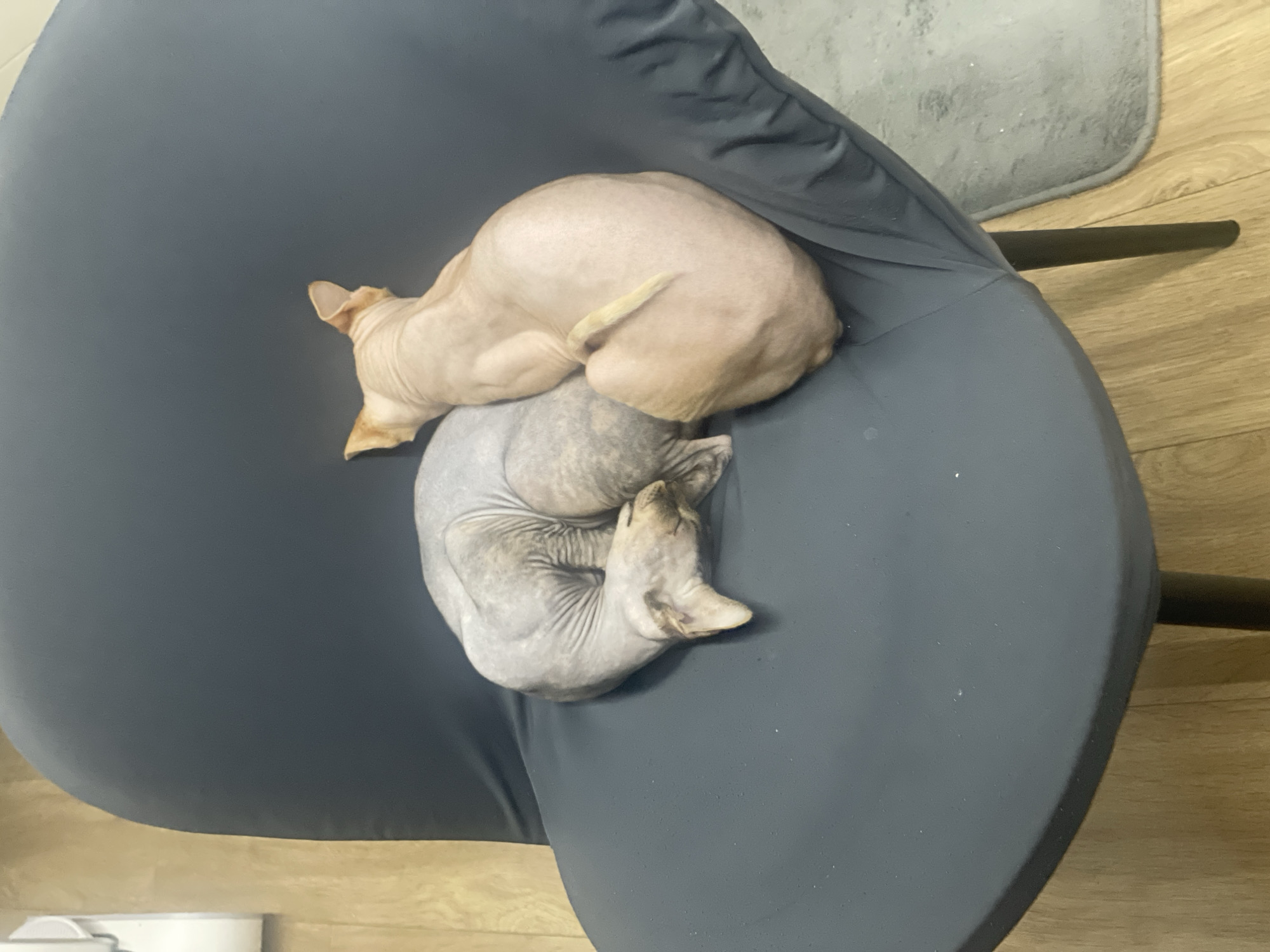 Hairless cats photographed napping indoors in Sofia residential area