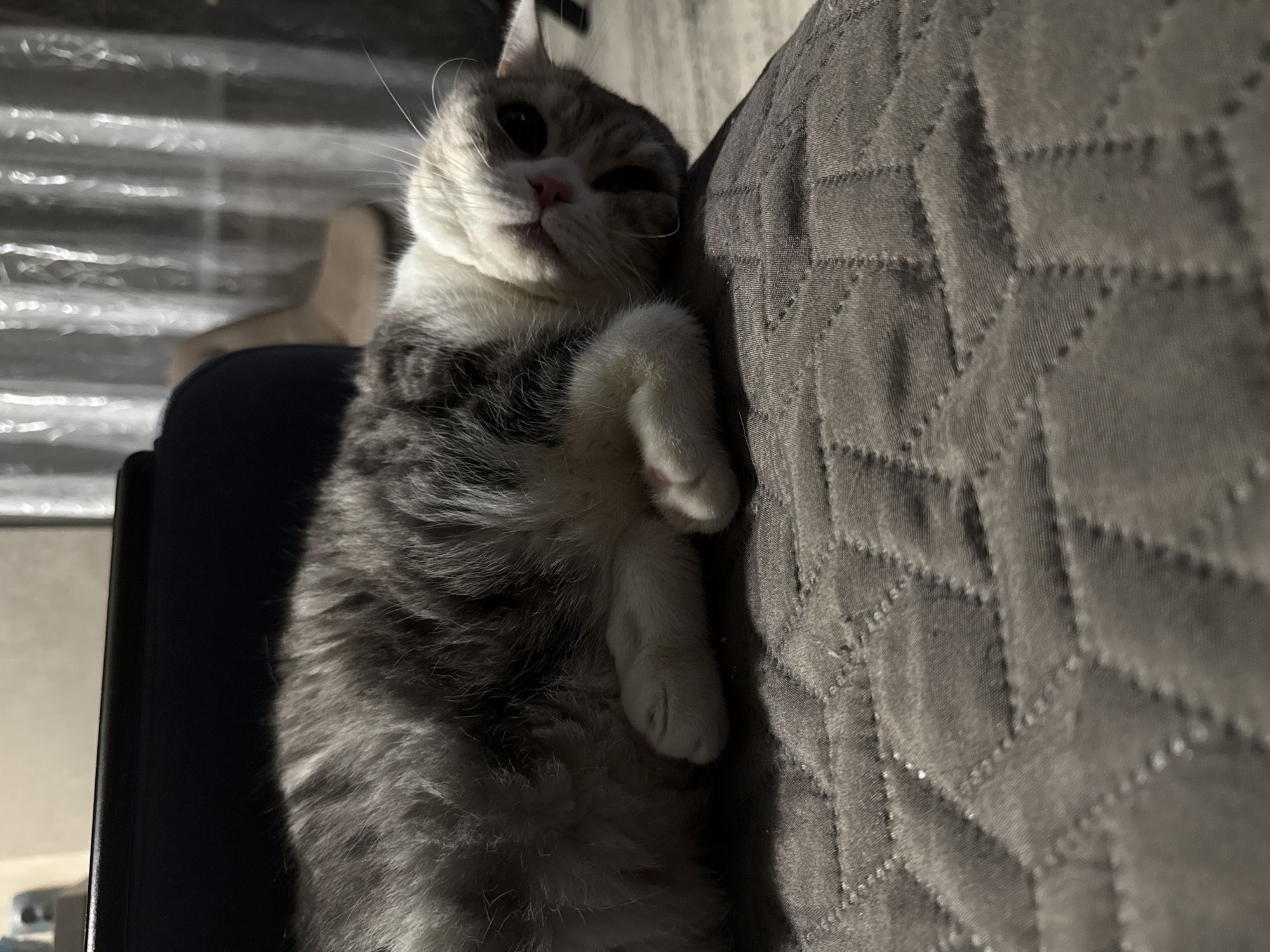 Domestic life captured in Chaikovsky: cats, family moments, urban scenes