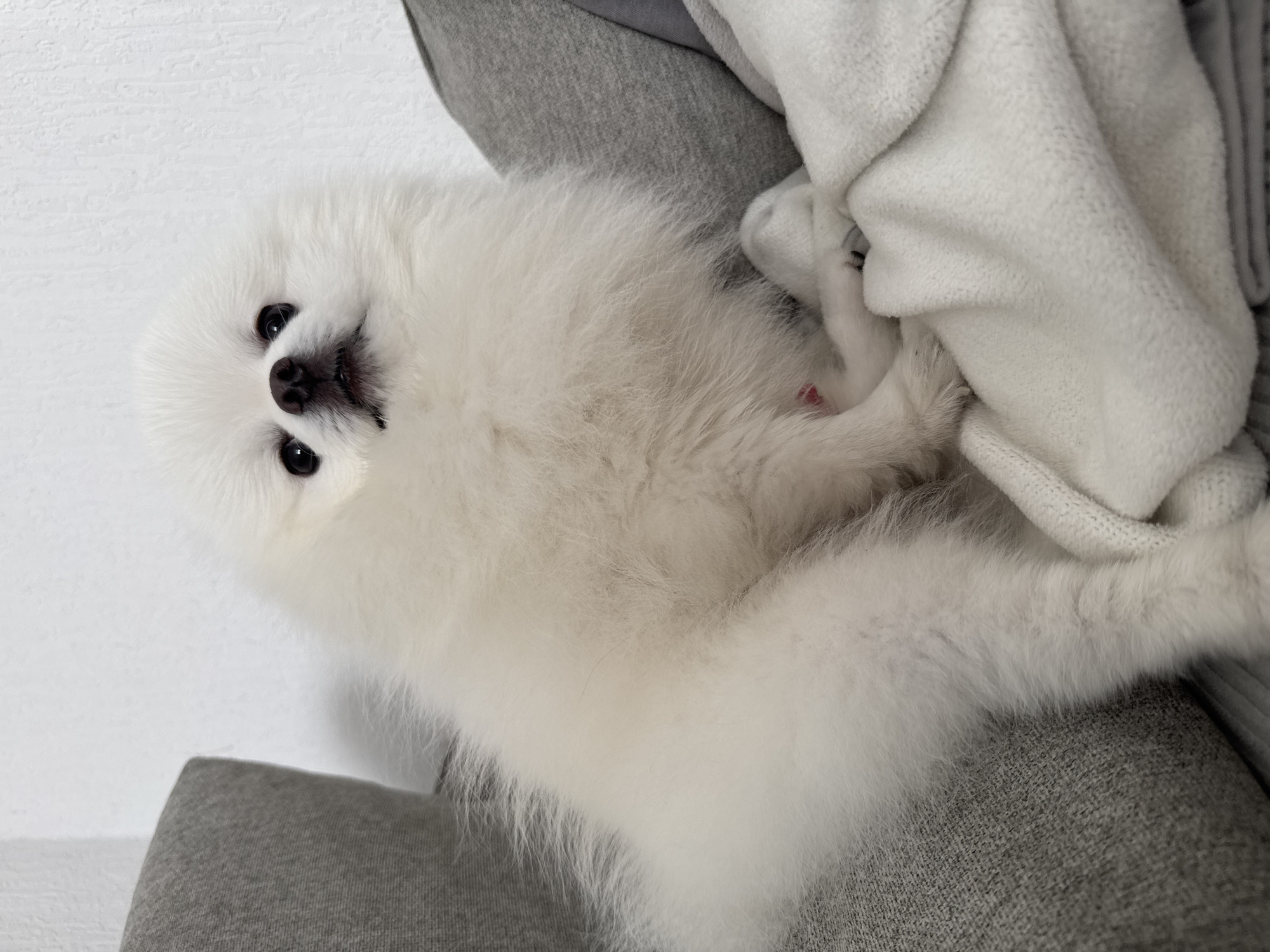 Pomeranian and Scottish Fold cat share quiet domestic moments