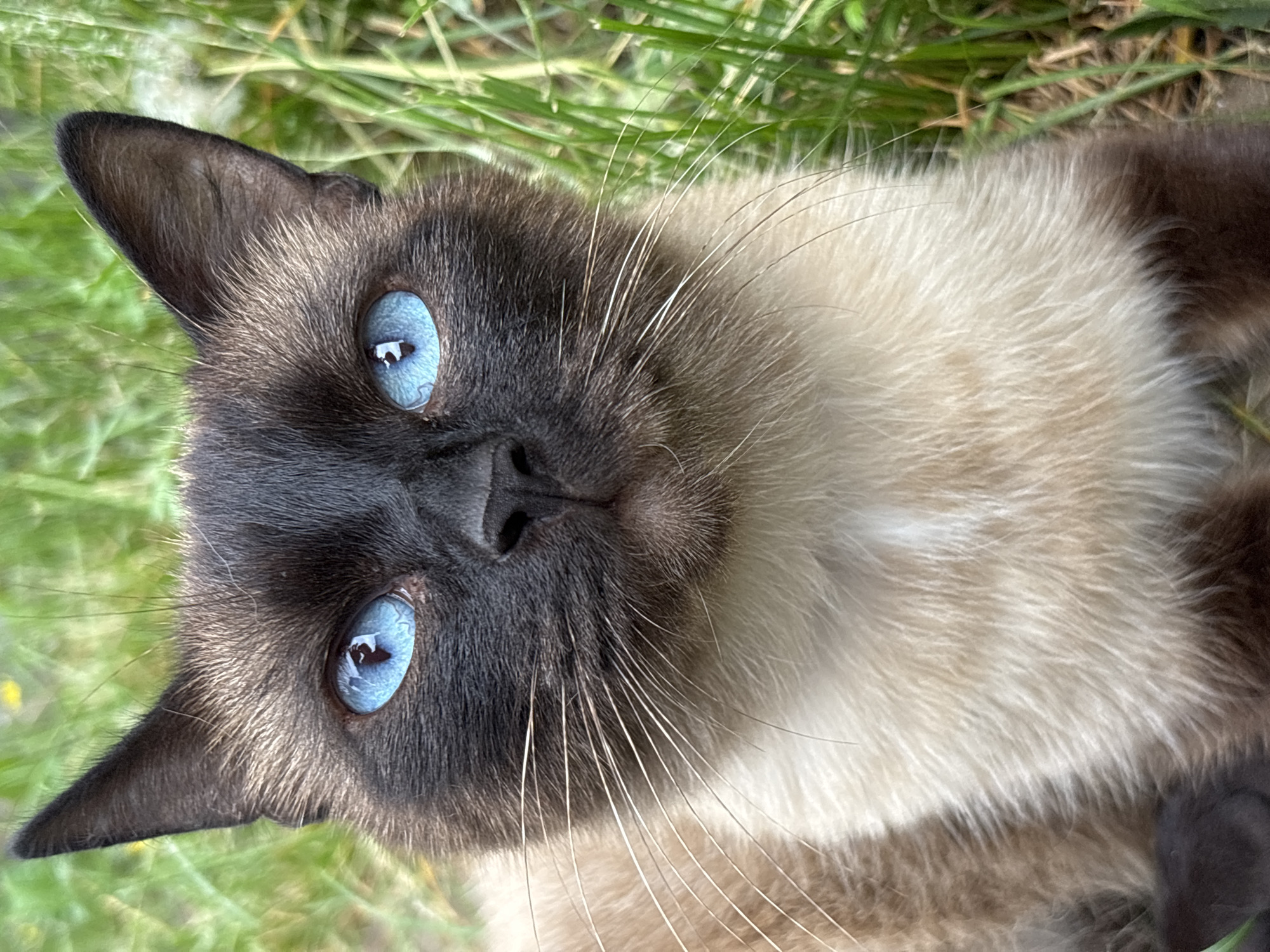 Siamese Cat Photographed in Multiple Outdoor Poses in Osa, Russia