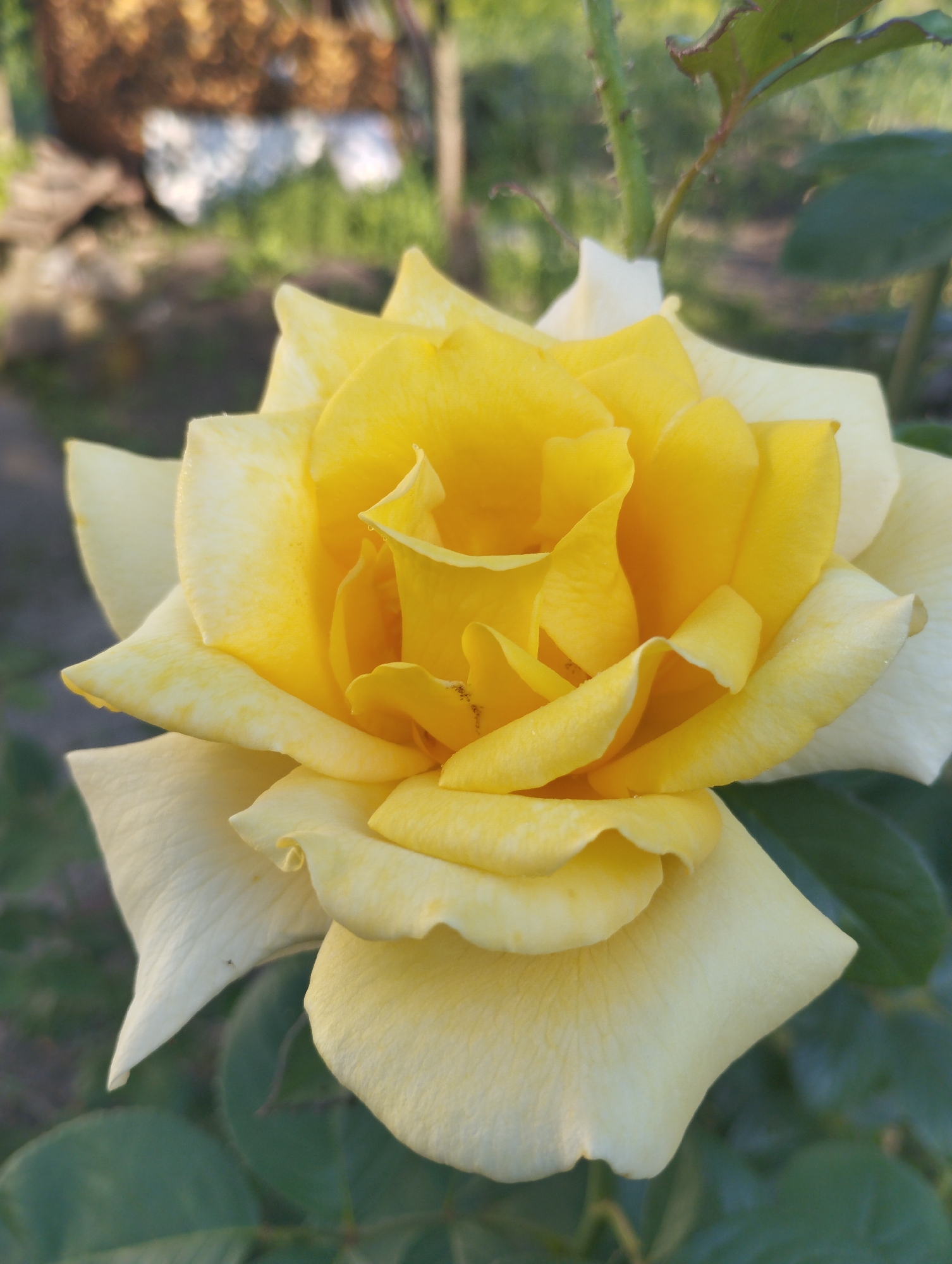 Yellow rose in bloom, gradient petals from gold to cream.