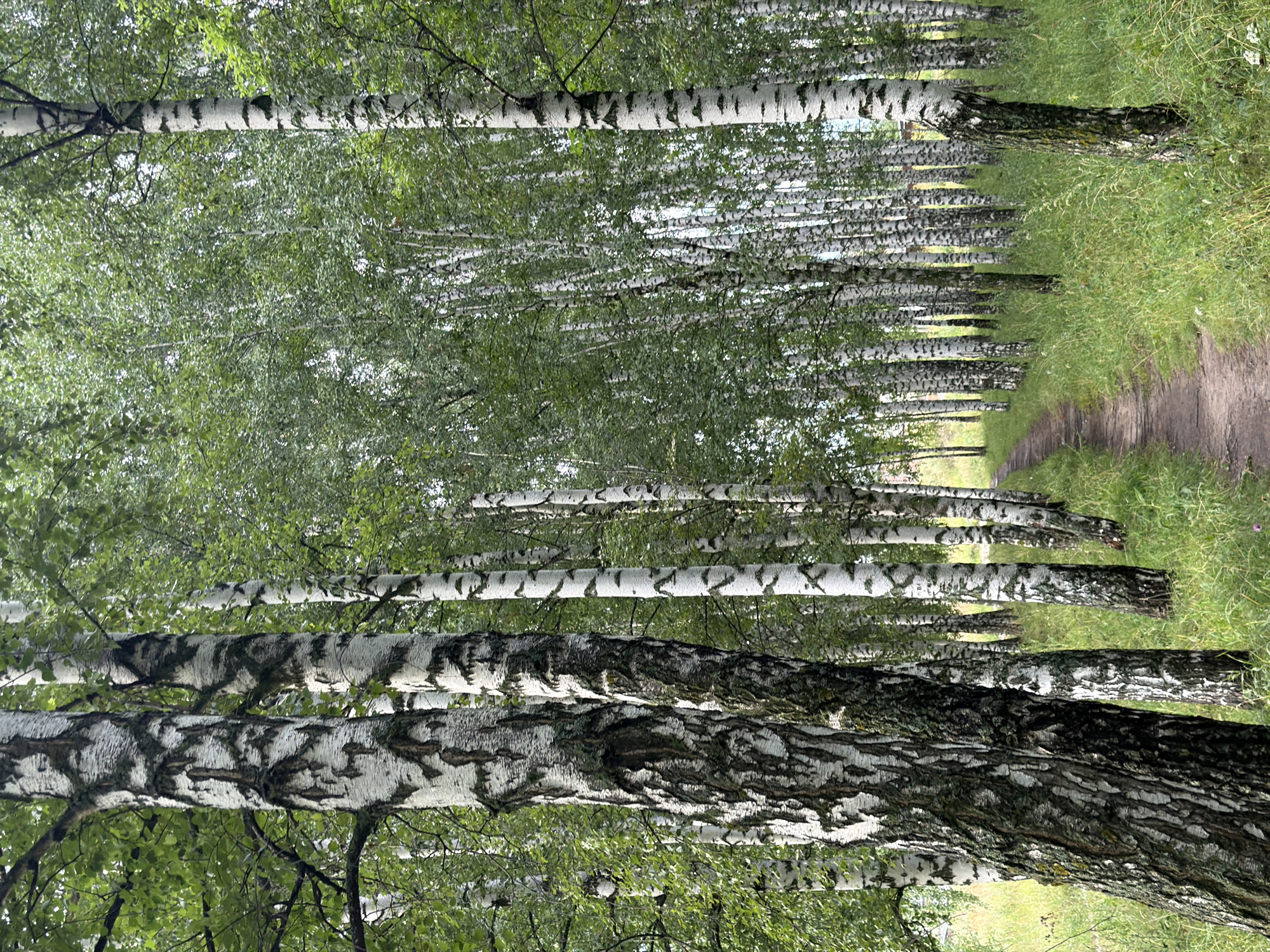 Forest paths weaving between birch groves and urban apartment blocks