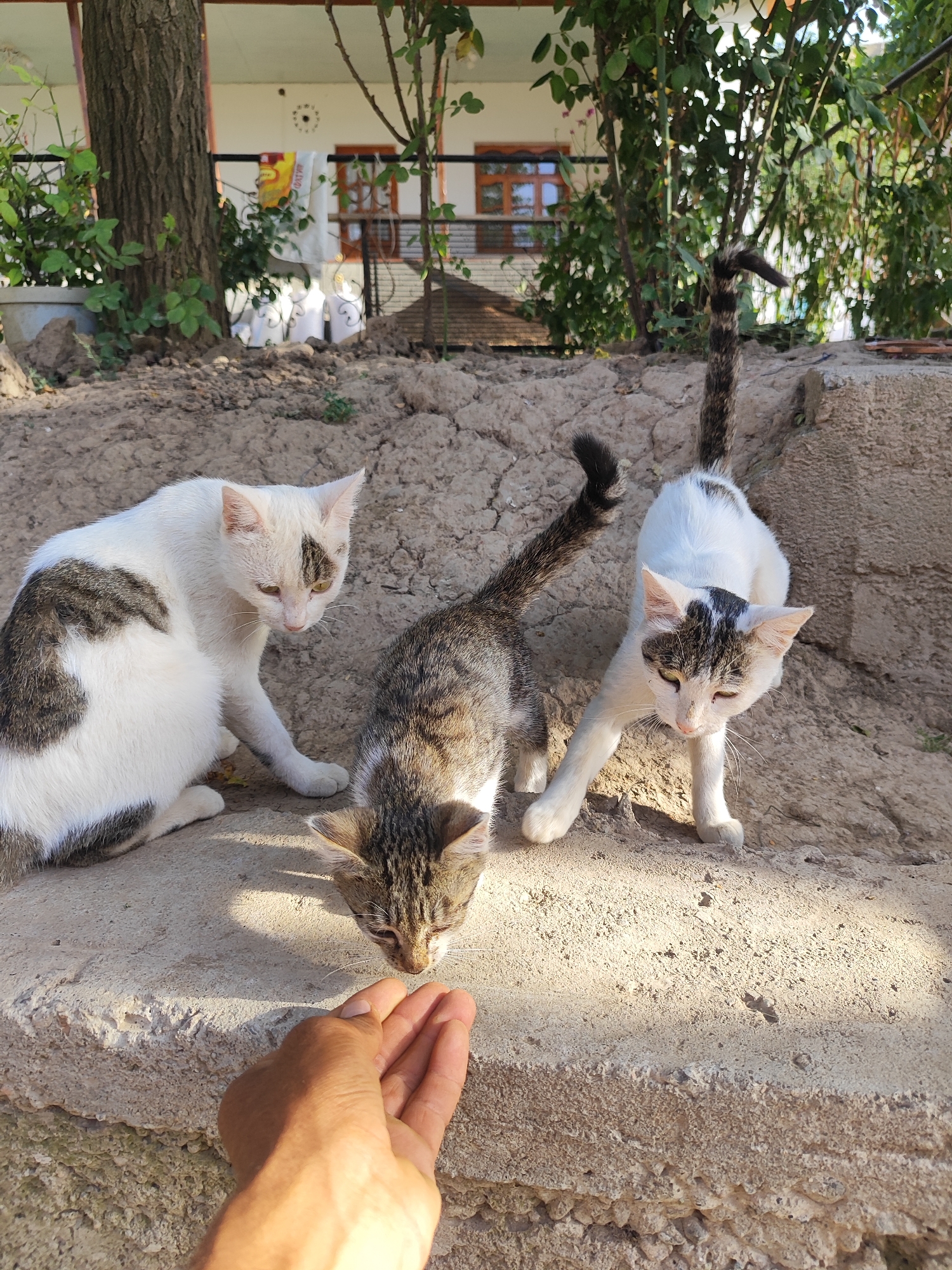 Cats and a dog getting some attention outdoors