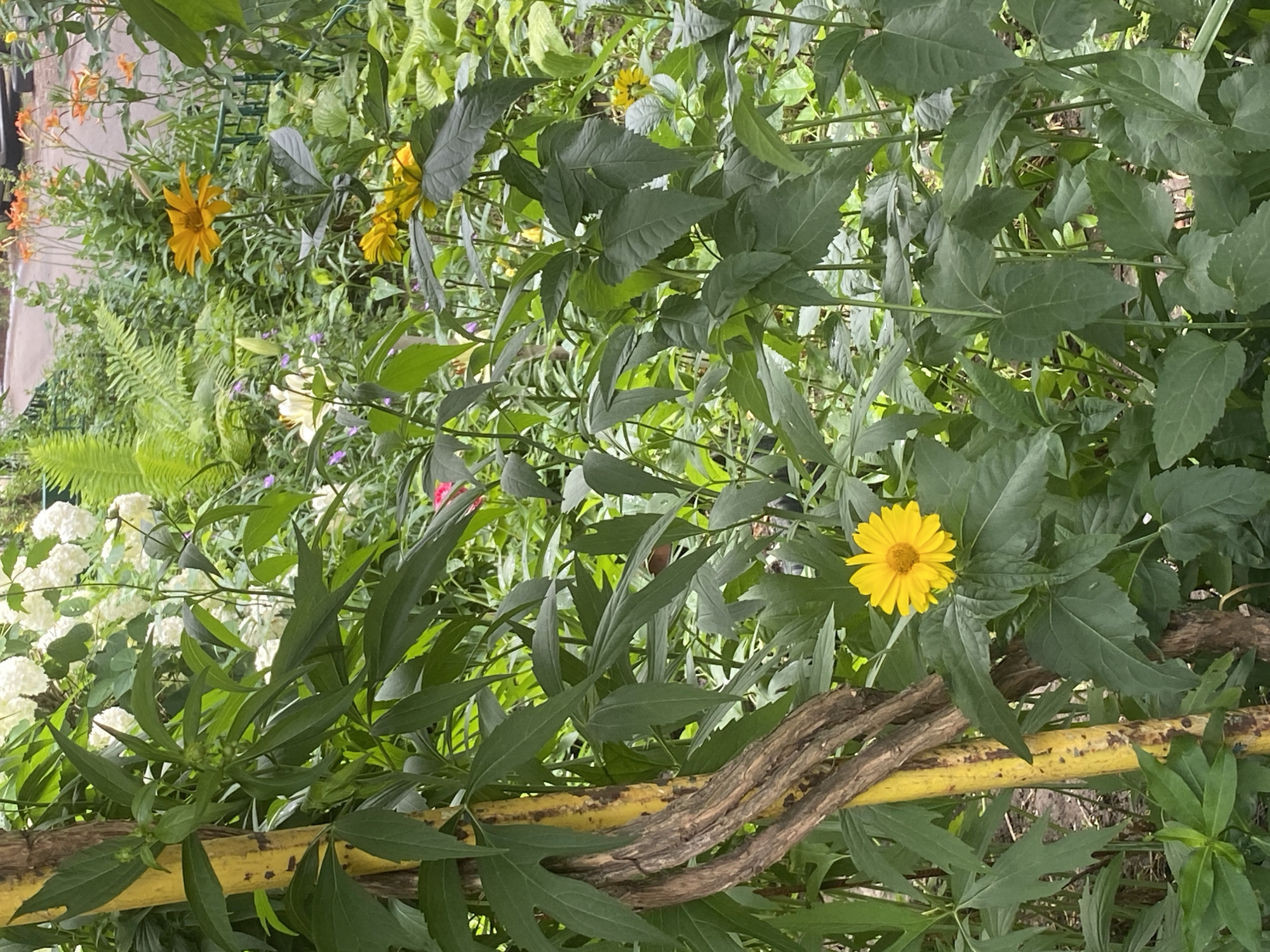 Quiet morning in a Poltava residential courtyard, July 2026
