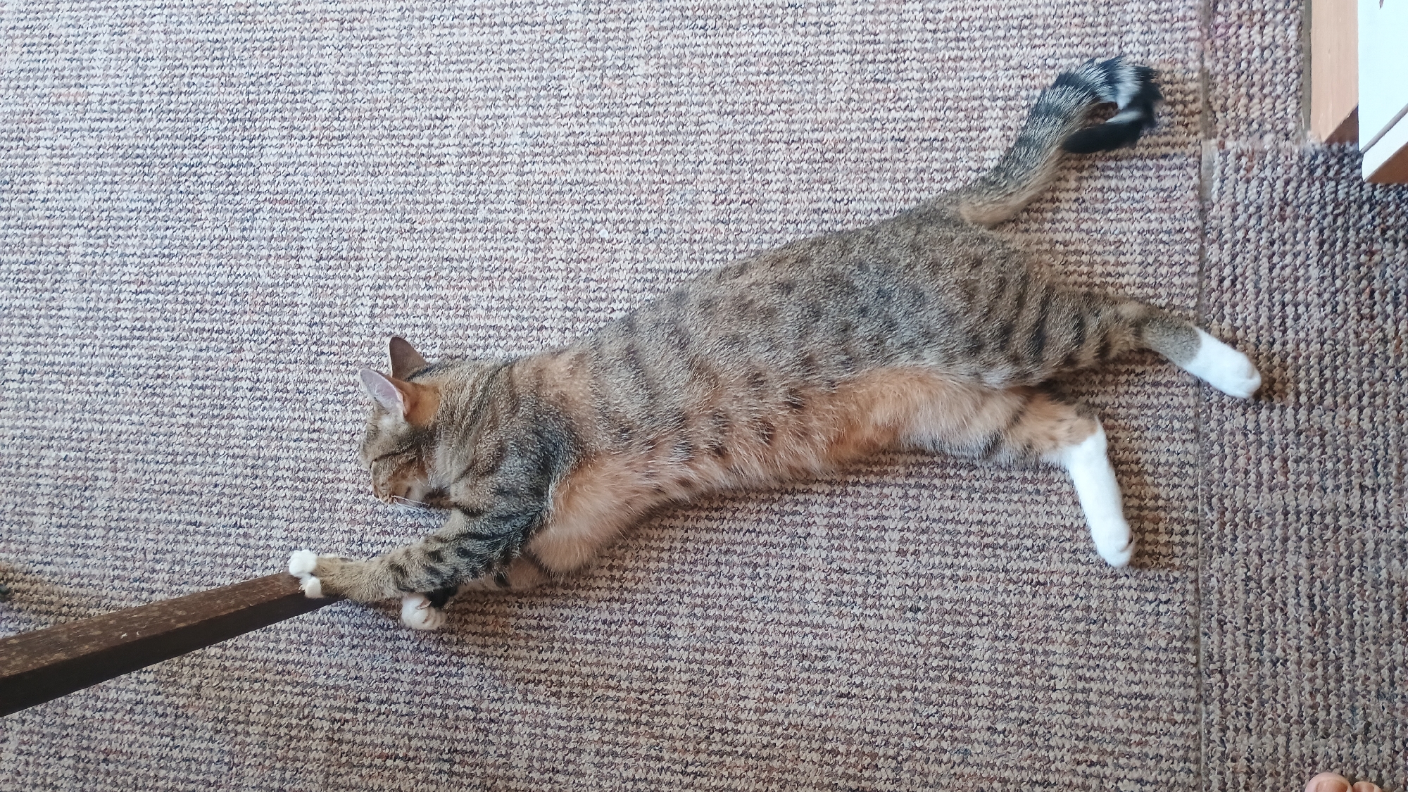 Cats lounging and playing on a carpeted floor at home