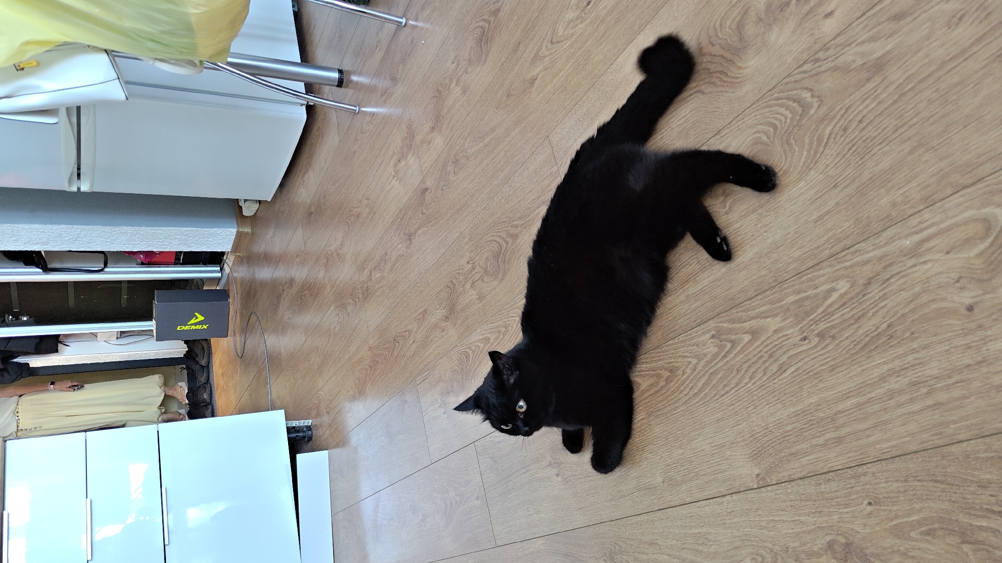 Black cat's lazy morning in an Irkutsk apartment