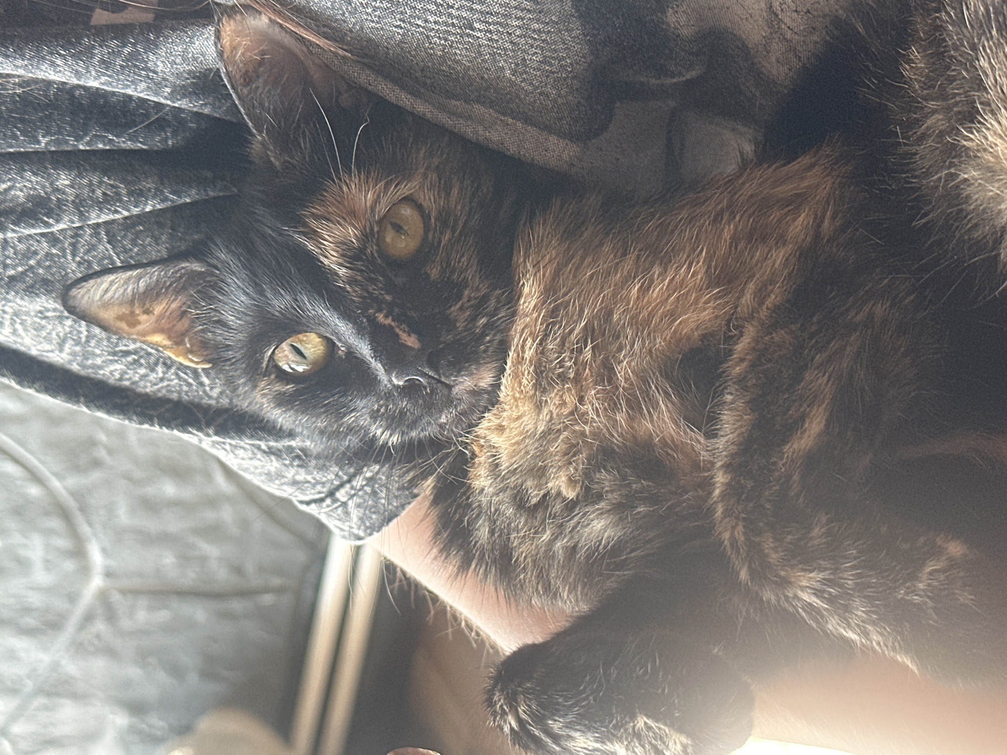 Tortoiseshell cat held close, looking straight at the camera