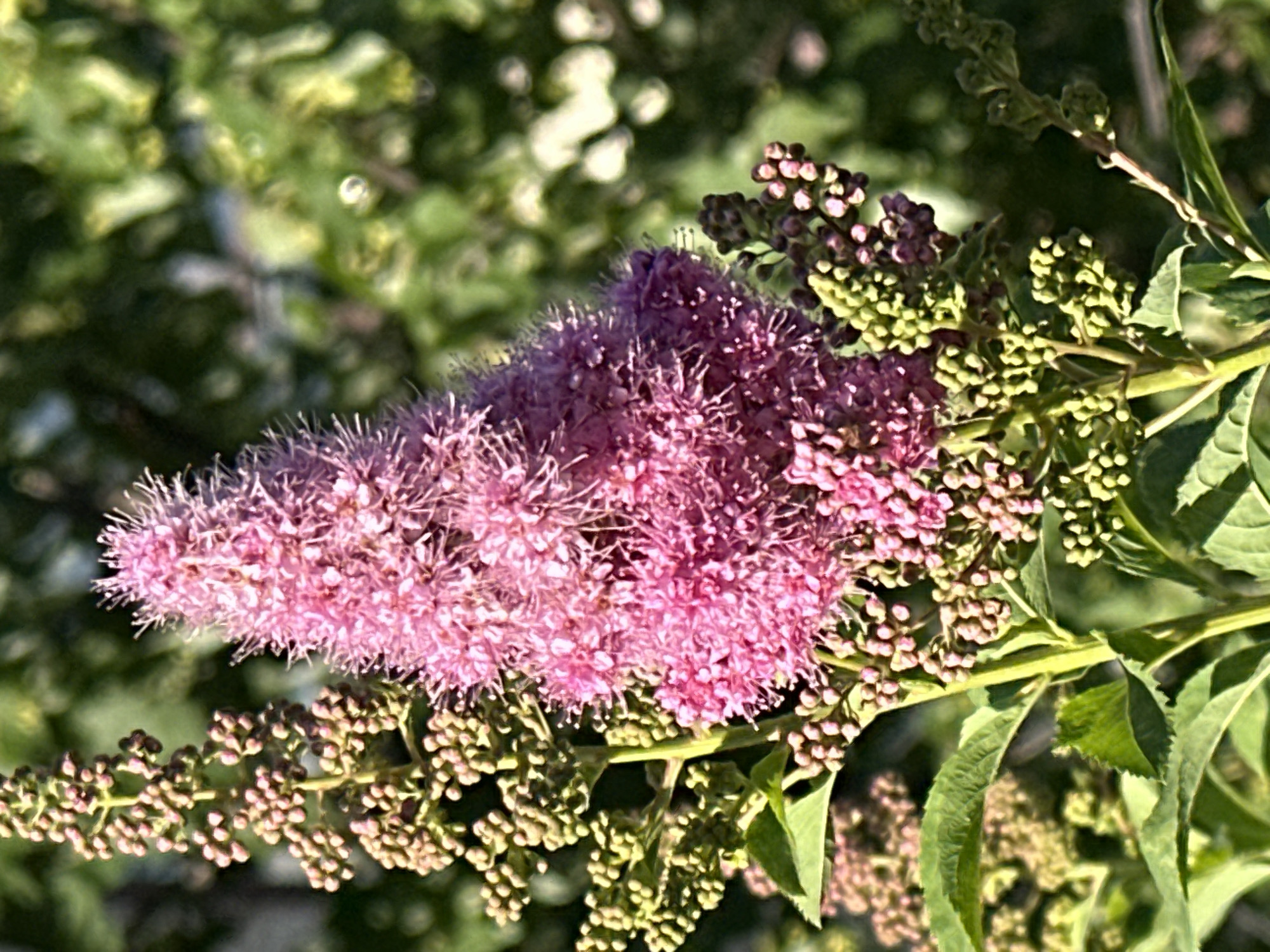 Flowers, fruit, and market produce in a Podolsk summer afternoon