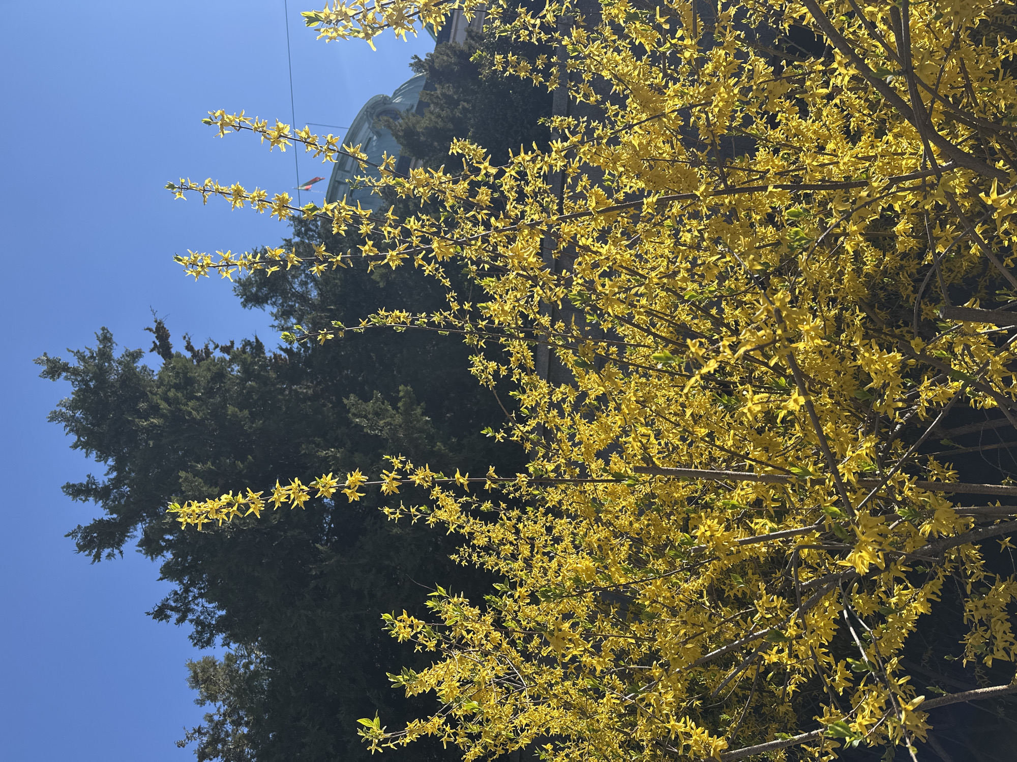 Spring forsythia blooms brighten Sofia morning scene