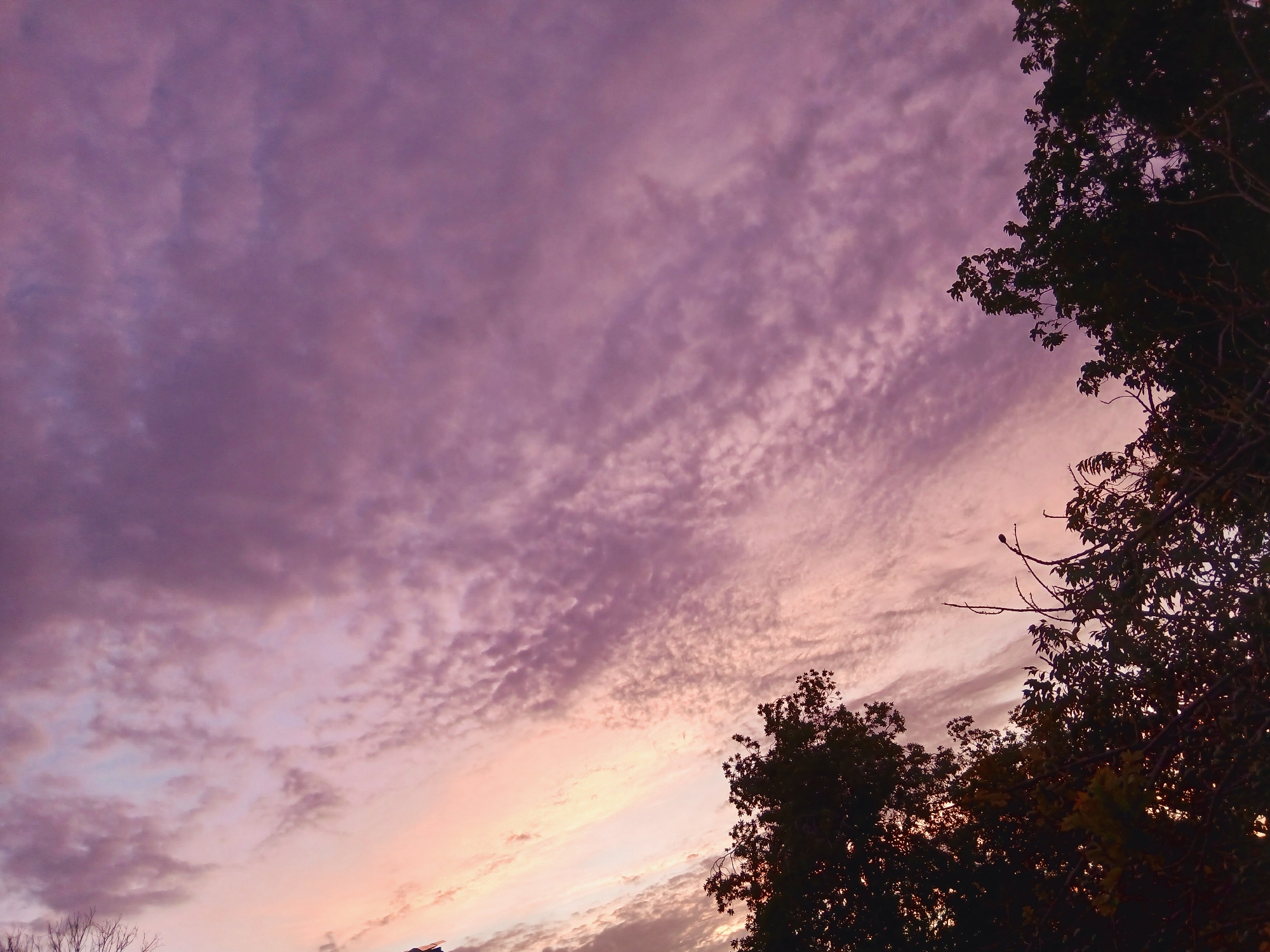 Witness captures pink-purple sunset sky through tree silhouettes