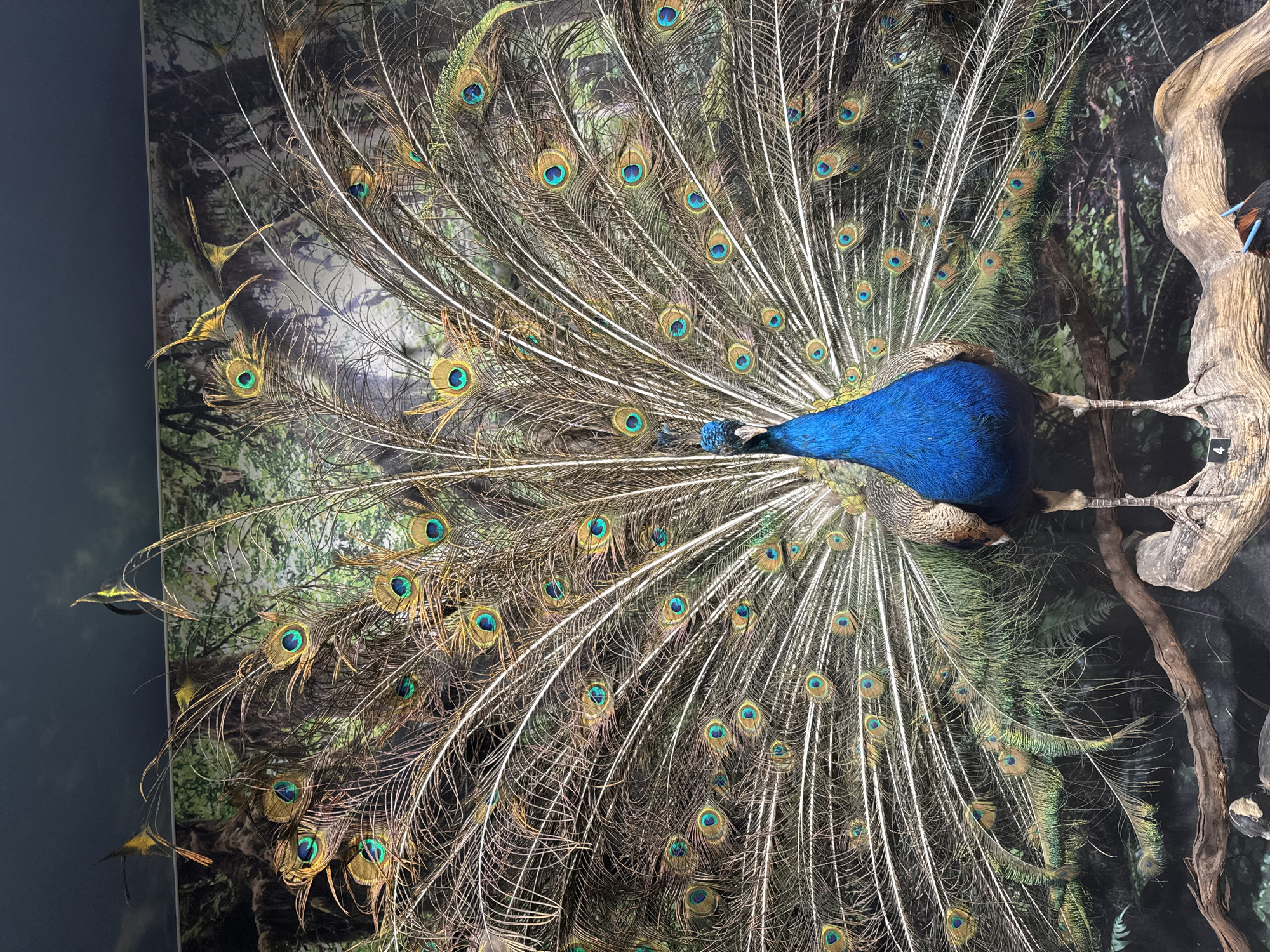 Taxidermied peacock with fanned tail feathers captured on display