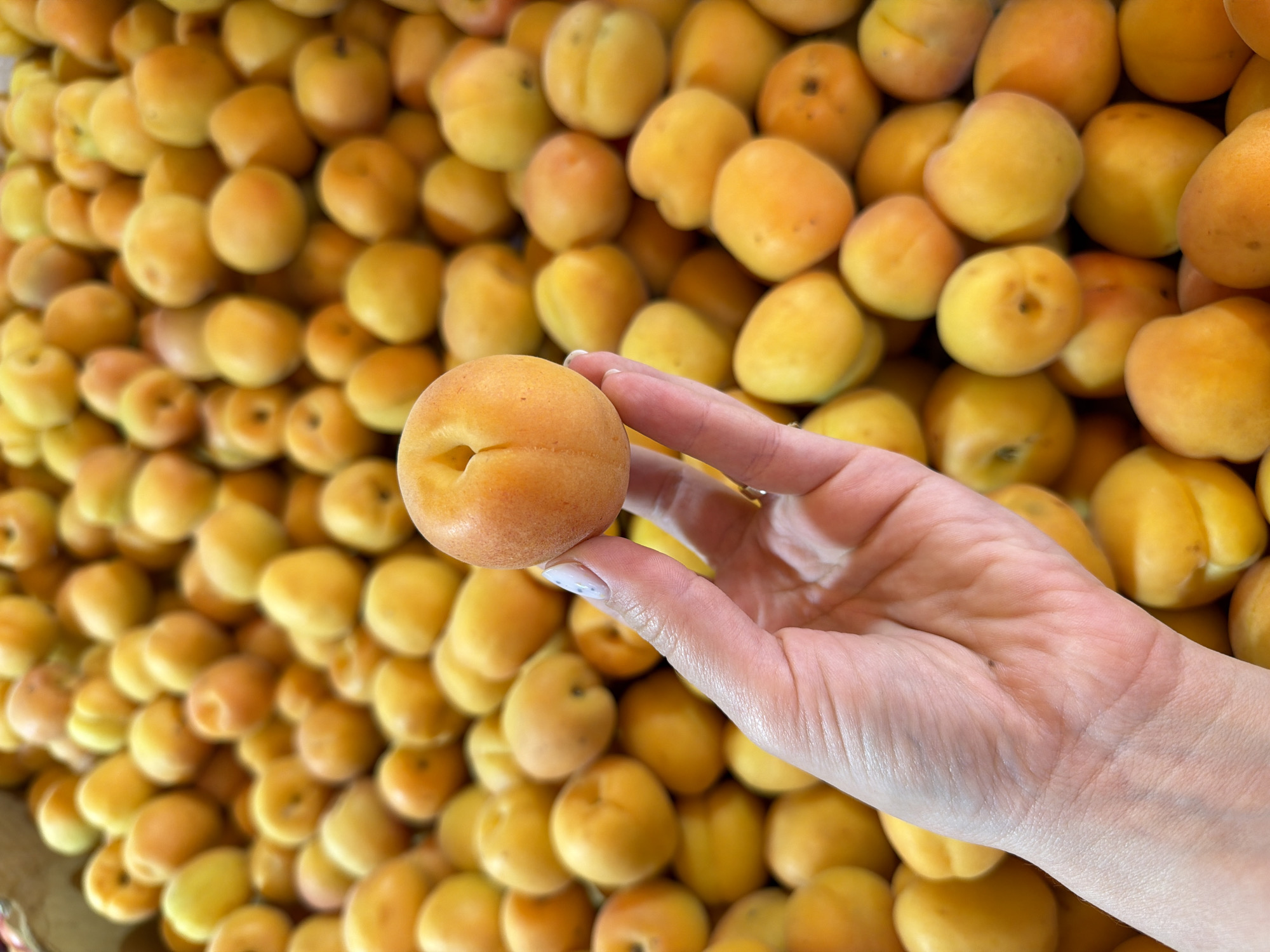 Hand selects apricot from fruit pile in Ramat Gan