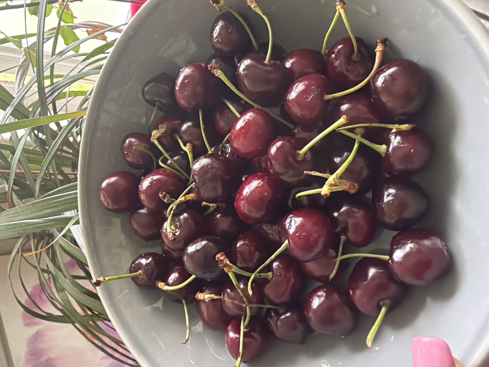 Bowl of fresh cherries photographed in London