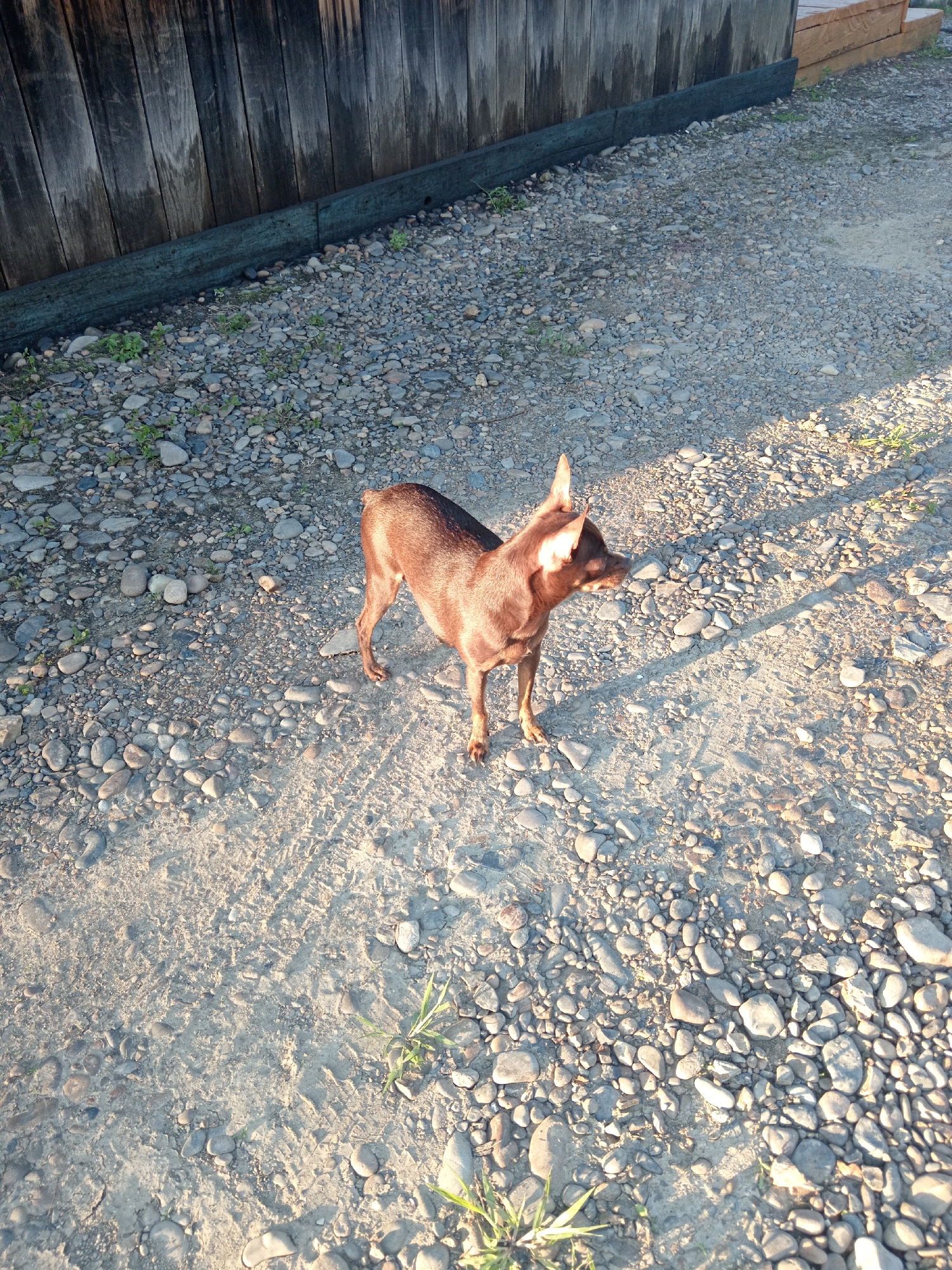 Stray dog explores a rural backstreet in Novopokrovka, Russia