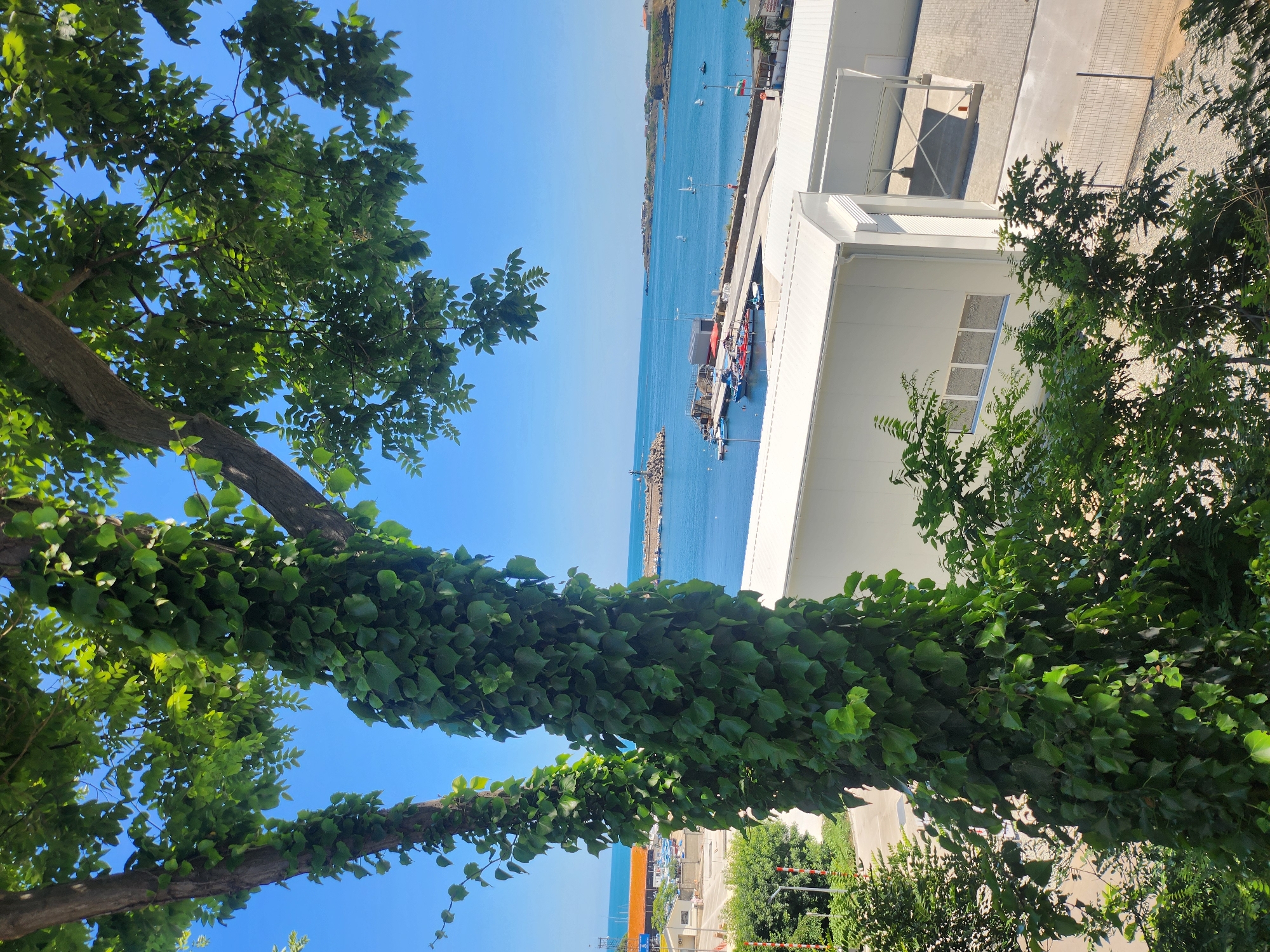 Tsarevo harbor viewed through ivy-covered trees on a sunny morning