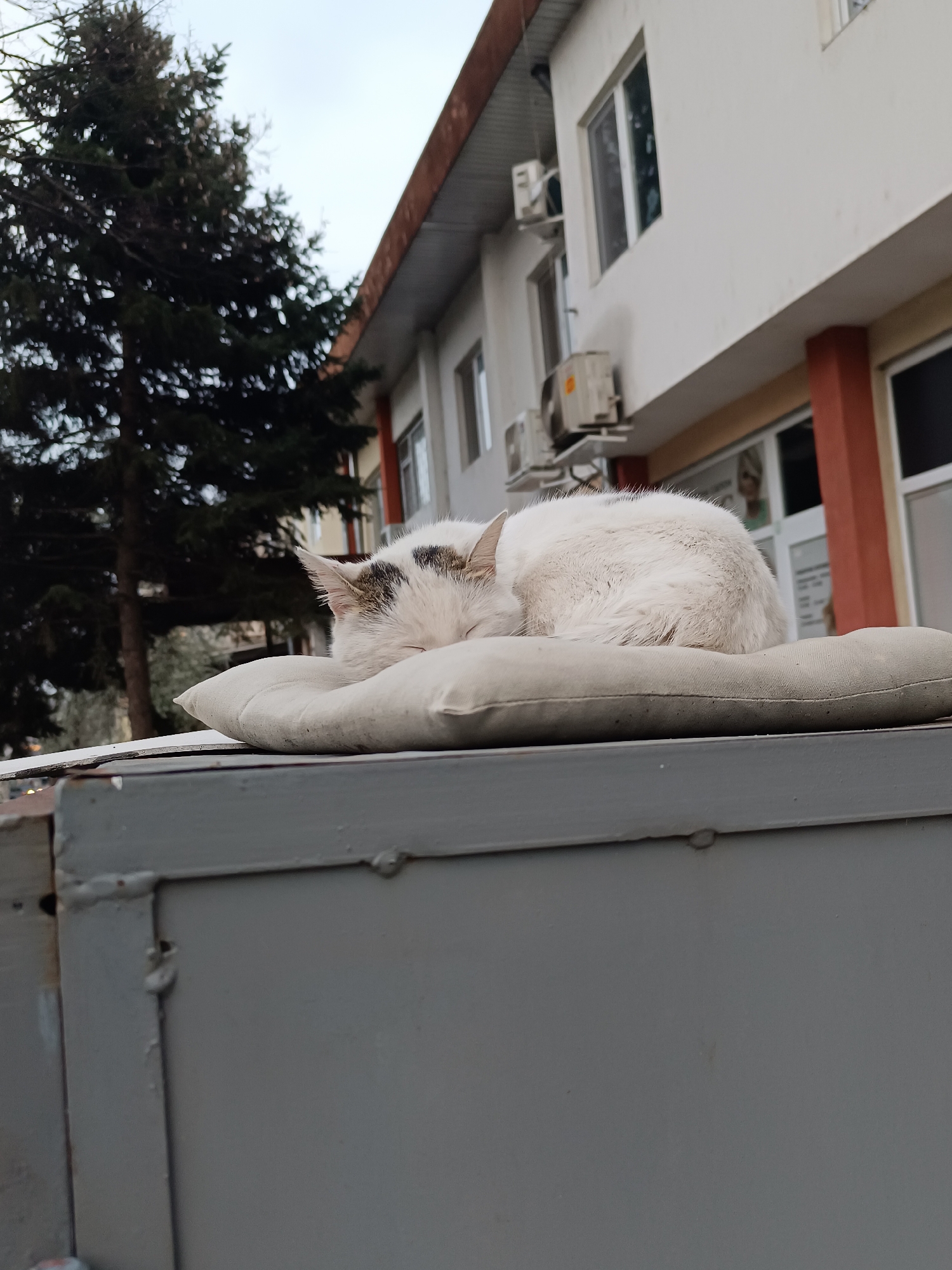 Cat naps on pillow in urban Pleven setting