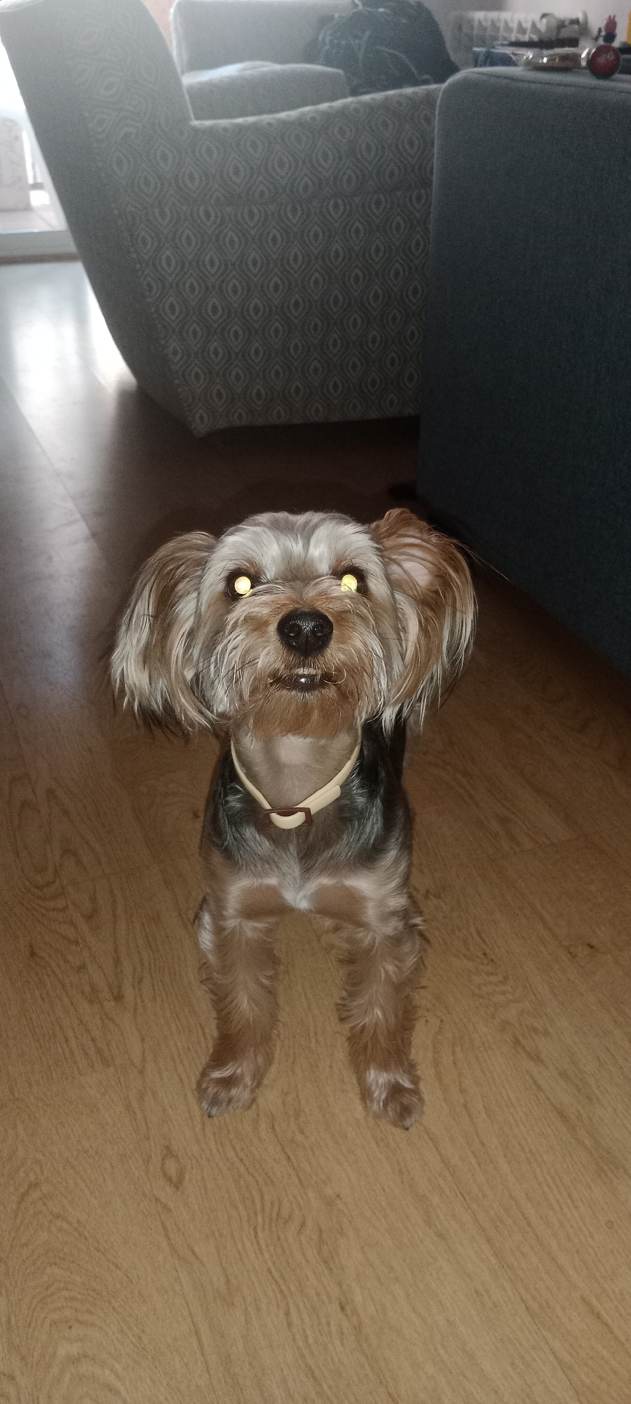 Yorkshire Terrier at home in Galapagar, with a plane overhead