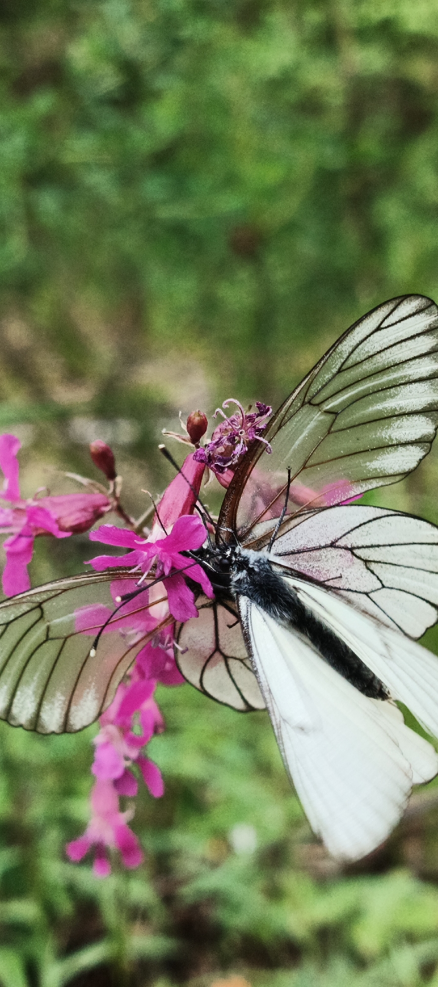 Butterflies and forest paths documented in Garevaya, Russia