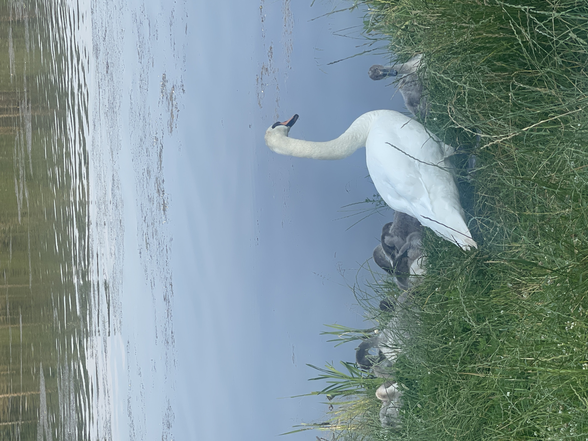 Swan family and cygnets on a Belarus lakeside summer afternoon