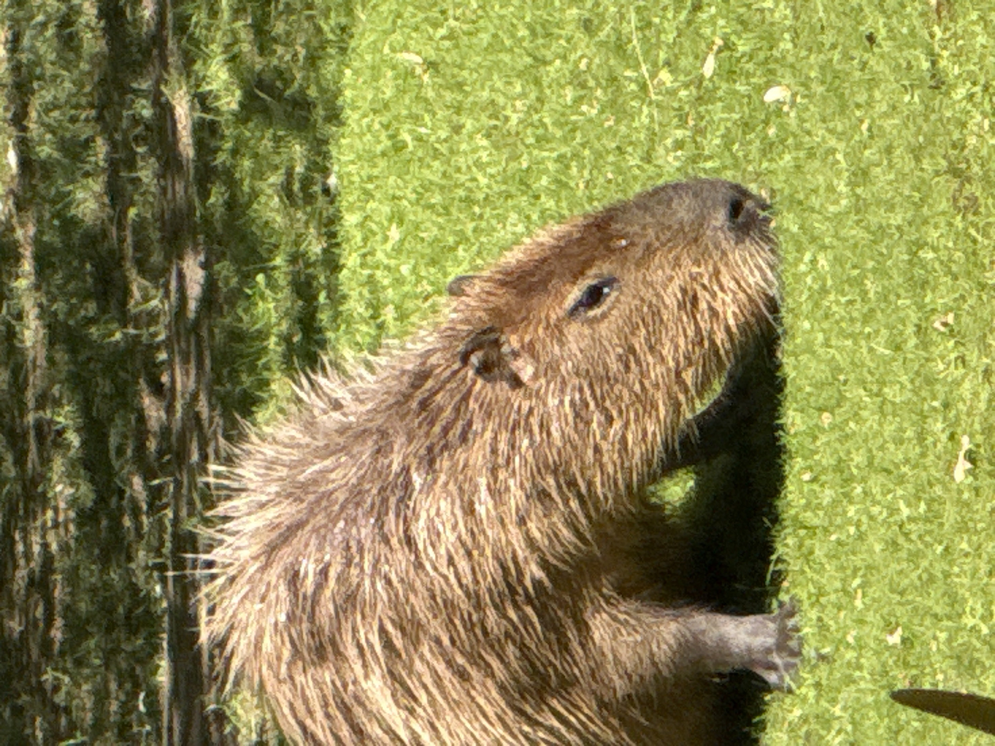Capybaras at a Moscow zoo on a sunny summer day