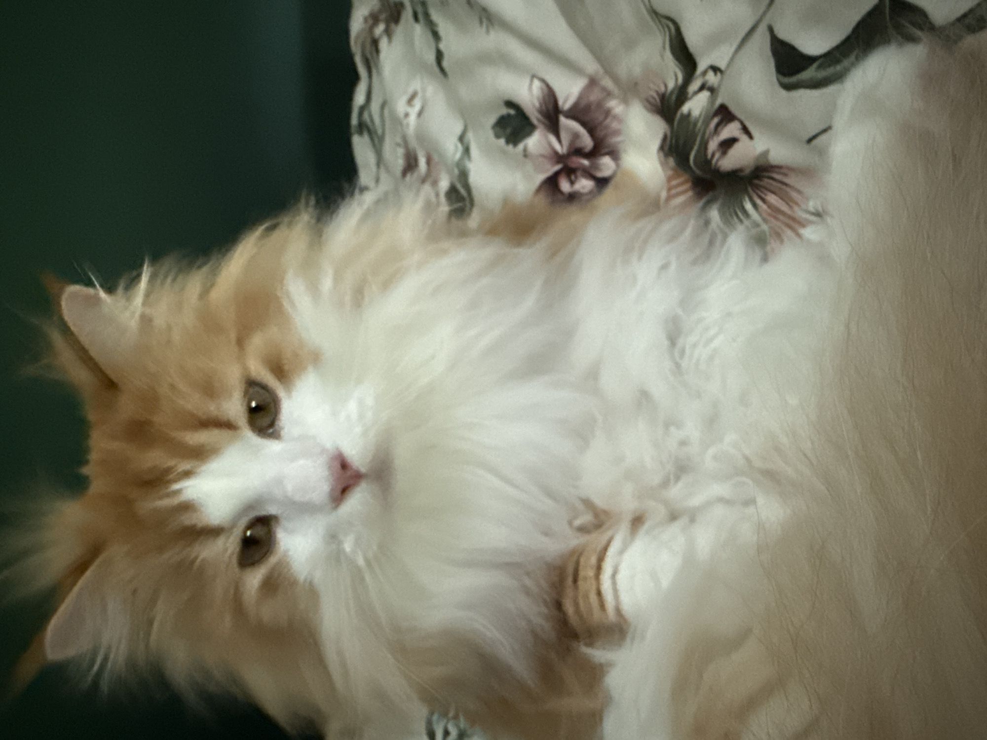 Multiple cats and a dog at home in Kassel