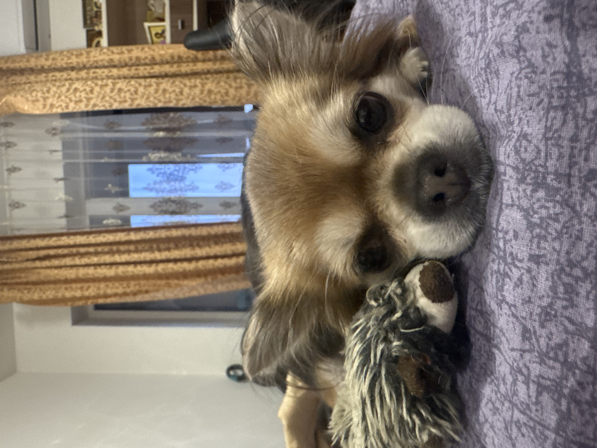 Chihuahua documented in Saint Petersburg apartment over two hours