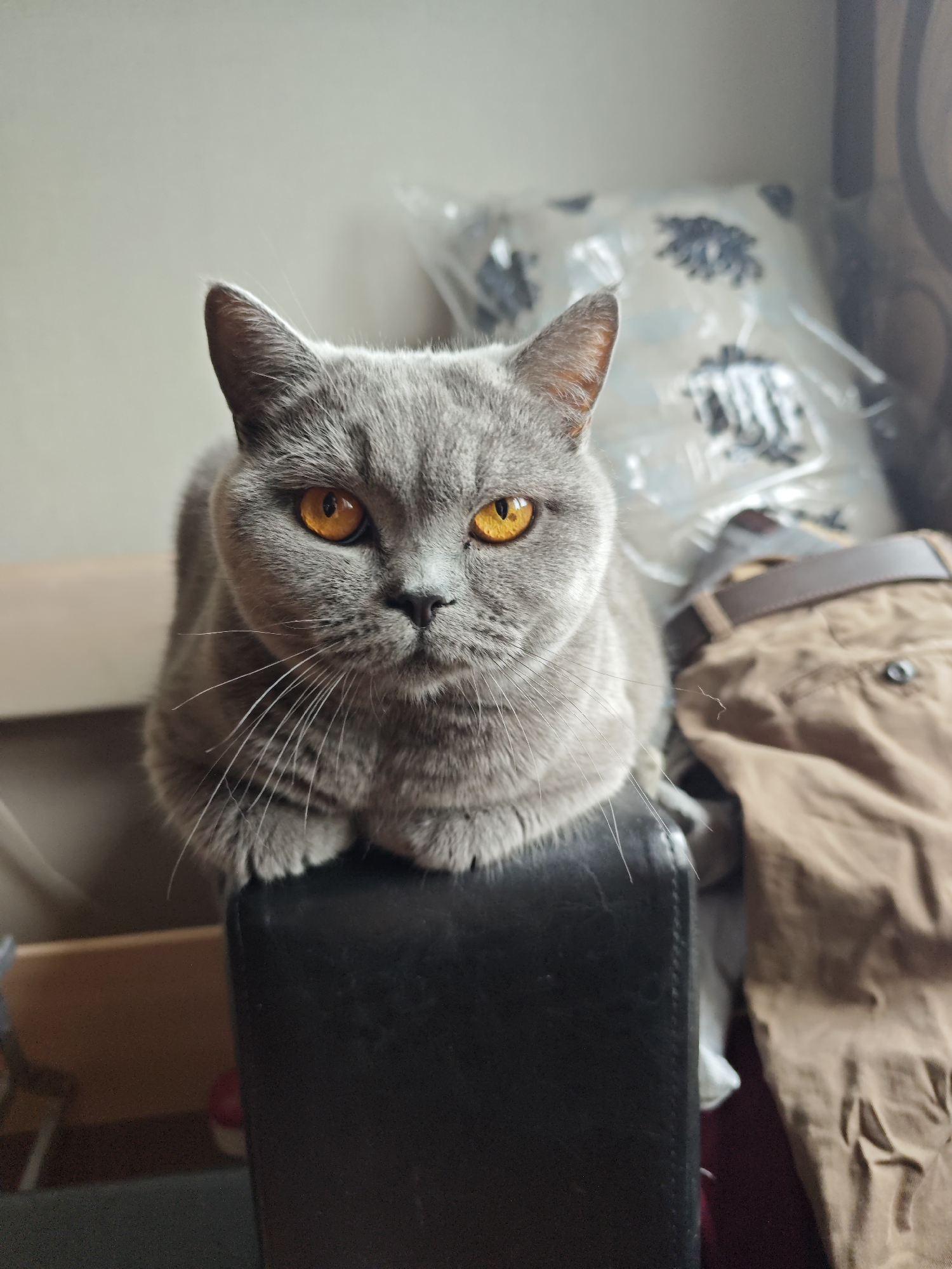 British Shorthair loafing on a leather ottoman in Minsk
